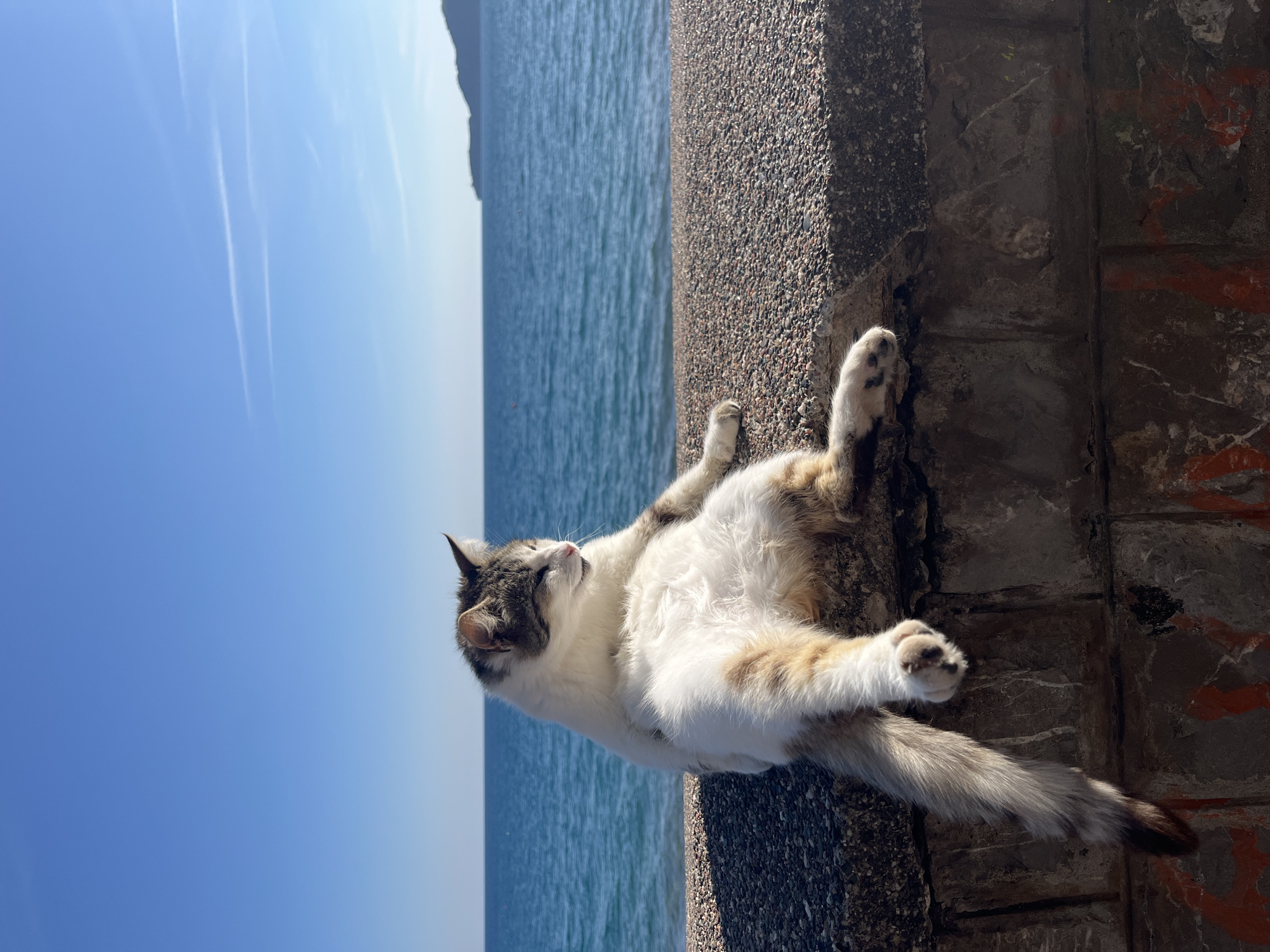 A medium shot depicts a cat reclining on a concrete ledge near a body of water. The cat, primarily white with brown and gray markings, is lying on its back, limbs outstretched. The concrete ledge appears to be part of a coastal barrier. In the background is a blue sea and sky, suggesting a sunny day. The location is Rafailovići, Montenegro, as indicated by the coastal setting.