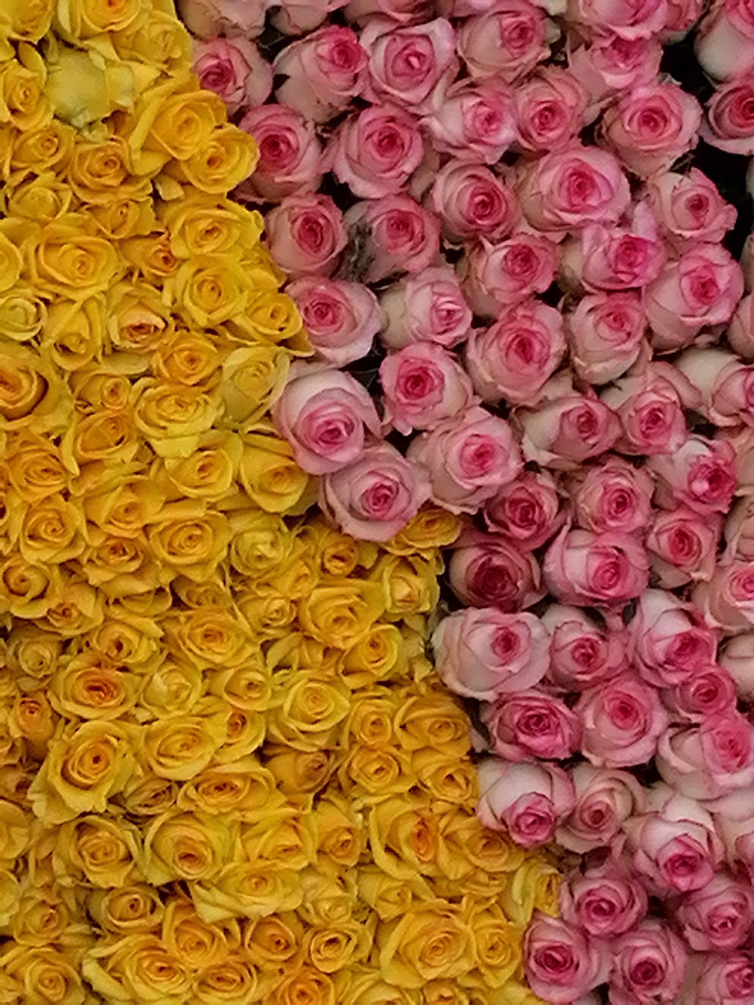 This media file captures a dense, vibrant, and close-up view of hundreds of fresh roses, likely part of a large floral display or market stall in Cam Ly - Đà Lạt, Vietnam. The entire frame is filled with the tightly packed blooms, creating a rich tapestry of color and intricate texture.
The composition is distinctly divided into two halves by color. On the left side, a multitude of bright yellow roses dominates, their petals forming intricate, swirling patterns typical of healthy, partially opened blooms. The yellow hues are consistently warm and cheerful.
The right side of the image is filled with an equally dense cluster of pink roses. These roses display a subtle gradient of color, with many featuring lighter, almost white-pink outer petals that transition into more vivid, saturated fuchsia tones in their centers. The boundary between the yellow and pink roses is not a straight line but an organic, undulating curve that meanders diagonally through the center of the image.
All the roses appear fresh and well-maintained, indicating careful cultivation and arrangement. The lighting is soft and even, highlighting the natural beauty of each individual bloom and the subtle variations in color and form, without casting harsh shadows. No people or any specific activities are visible within the frame, focusing solely on the static, yet dynamic, visual impact of the flowers. There is no visible text. The overall scene evokes feelings of beauty, abundance, and striking natural artistry.