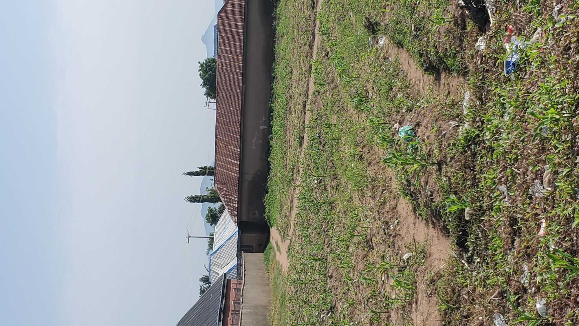 The image depicts a field of young corn plants in Jalingo, Nigeria. In the foreground, the corn stalks are growing in rows across a dirt field, interspersed with weeds and scattered litter, including plastic bags and bottles. Behind the field, a low, concrete wall encloses several buildings. The structures have corrugated metal roofs, some of which appear rusted. One building has a dark-colored metal roof, while others have corrugated tin roofs, one with a blue trim. In the distance, trees and hilly terrain are visible under a clear sky. A telephone pole stands near the buildings. The scene appears to be in a semi-urban or rural area of Jalingo, characterized by residential structures and agricultural land.