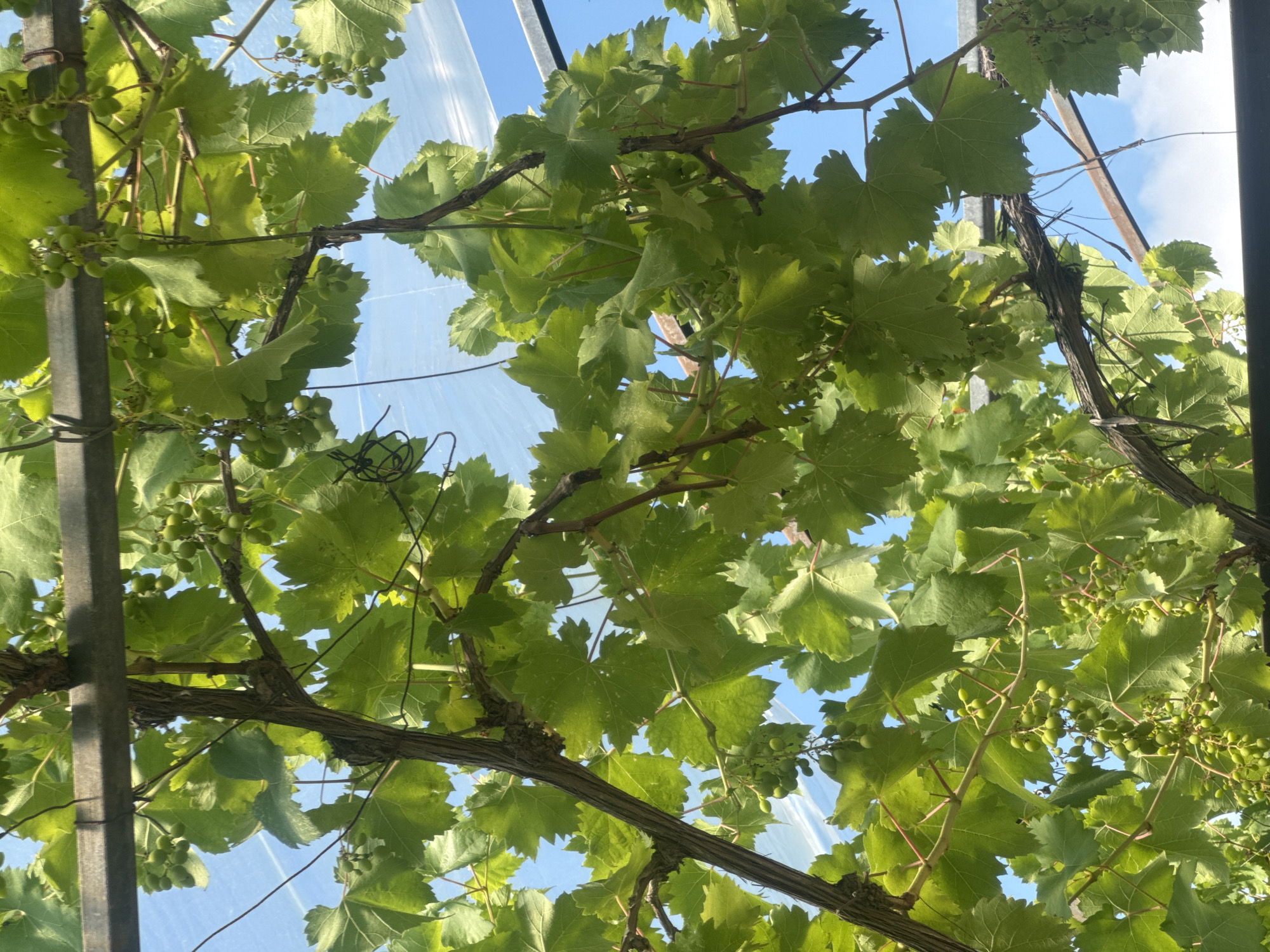 The image shows a close-up view of grapevines growing on a trellis, viewed from below against a bright blue sky with some white clouds. The grapevines are laden with numerous small, green, unripe grapes clustered together. Large, green, lobed grape leaves are abundant, some obscuring the view of the sky and other parts of the trellis. The trellis appears to be made of metal poles and crossbars. The scene is likely an outdoor vineyard or a garden with cultivated grapevines. No people or animals are visible in the image. The overall impression is one of lush, green foliage and developing fruit under a clear sky. This scene is consistent with an agricultural setting such as the fruit-growing regions near Sochi, Russia.
