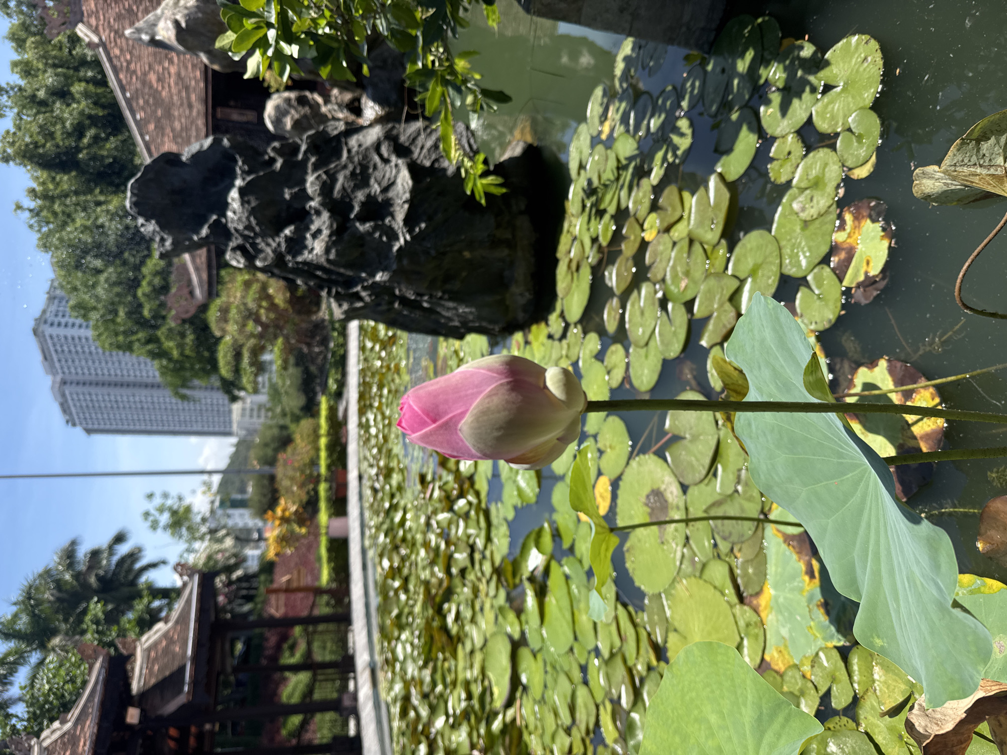 The image shows a pink lotus bud in a pond filled with lily pads, situated in Bac Nha Trang Ward, Vietnam. A decorative rock structure and a traditional Vietnamese building are visible in the background. A tall building is also seen in the distance.