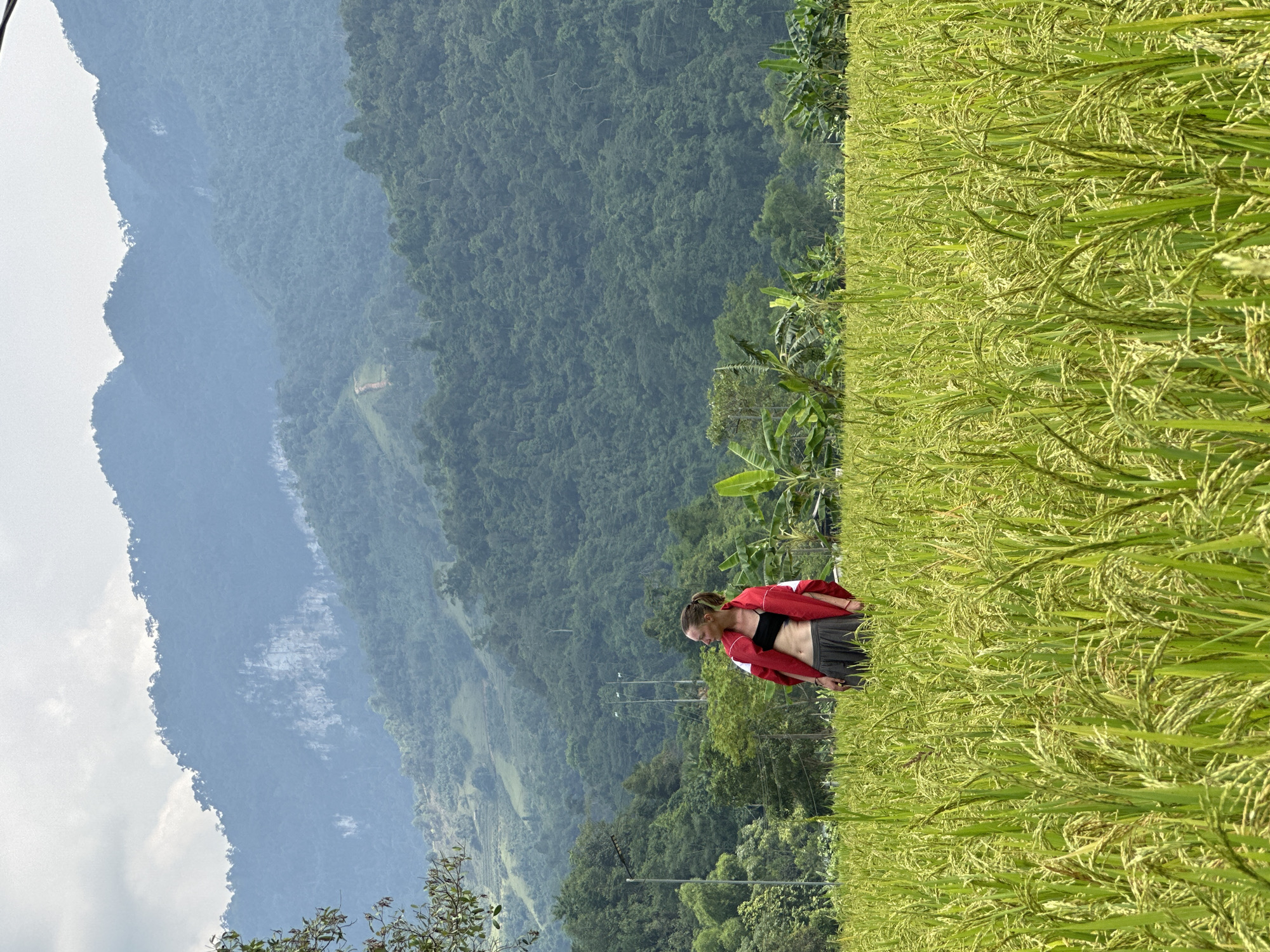 This image captures a serene landscape in Ngọc Đường Commune, Vietnam, featuring a young woman amidst a verdant rice field with a majestic mountain range as a backdrop. The woman, with her hair tied back, is seen from the side, wearing a black sports bra and dark shorts, with a red jacket draped over her shoulders. She stands near the edge of the expansive rice paddy, looking down intently at the green and golden-hued rice stalks, which appear mature and heavy with grains.
The foreground is dominated by the rice field, stretching towards a line of dense, tropical vegetation including banana plants. Behind this, a vast expanse of lush, forest-covered mountains rises, creating multiple layers of blue-green tones that fade into the distance. The sky above the mountains is bright with clear patches and soft, wispy clouds, suggesting a pleasant, sunny day, likely late morning or early afternoon. A few utility poles are visible in the mid-ground, indicating a touch of human presence within the natural environment. The scene conveys a sense of peaceful observation and connection with nature in a beautiful rural setting. No text is visible in the image.