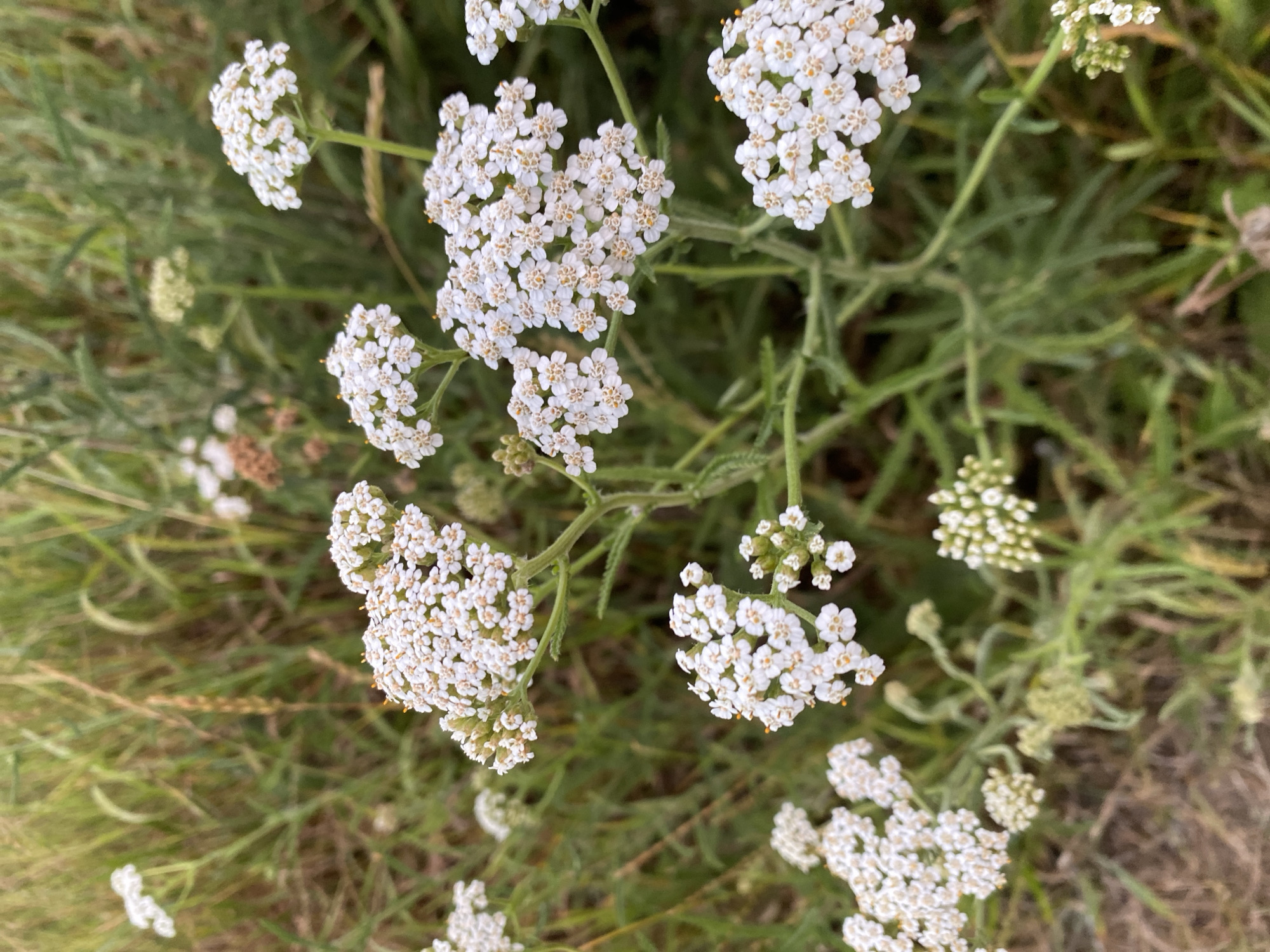 The image shows a cluster of white yarrow flowers with small, delicate petals and yellow centers, growing in a field of tall green grass and some dry vegetation. The background is out of focus, suggesting a natural outdoor environment. The lighting indicates it is daytime, likely during the late afternoon or early evening due to the soft light. There are no people or man-made objects visible in the image, suggesting a rural or wild setting. The image is a close-up view of the flowers, highlighting their texture and intricate structure against the blurred green backdrop.