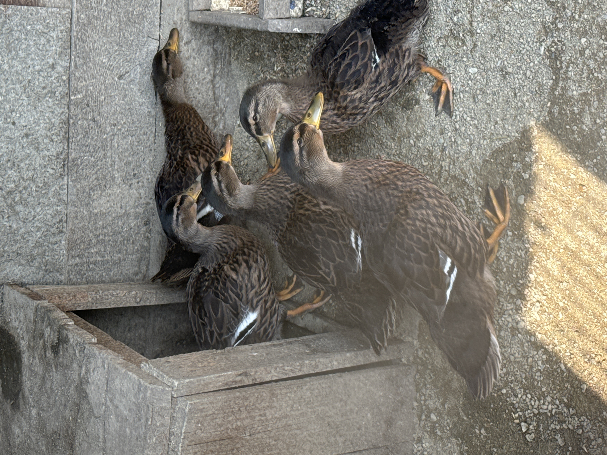 The image shows a group of six mallard ducks gathered in a sheltered area. The ducks are primarily brown and black with white markings on their wings and chest. They are standing on a gravelly surface, and behind them is a weathered wooden structure with an opening, possibly a duck house or shelter. The background consists of textured grey stone blocks. Sunlight casts shadows on the ground, indicating an outdoor setting. The scene appears to be in a rural or semi-rural area, though no specific city in Russia is identifiable from the visual information provided.