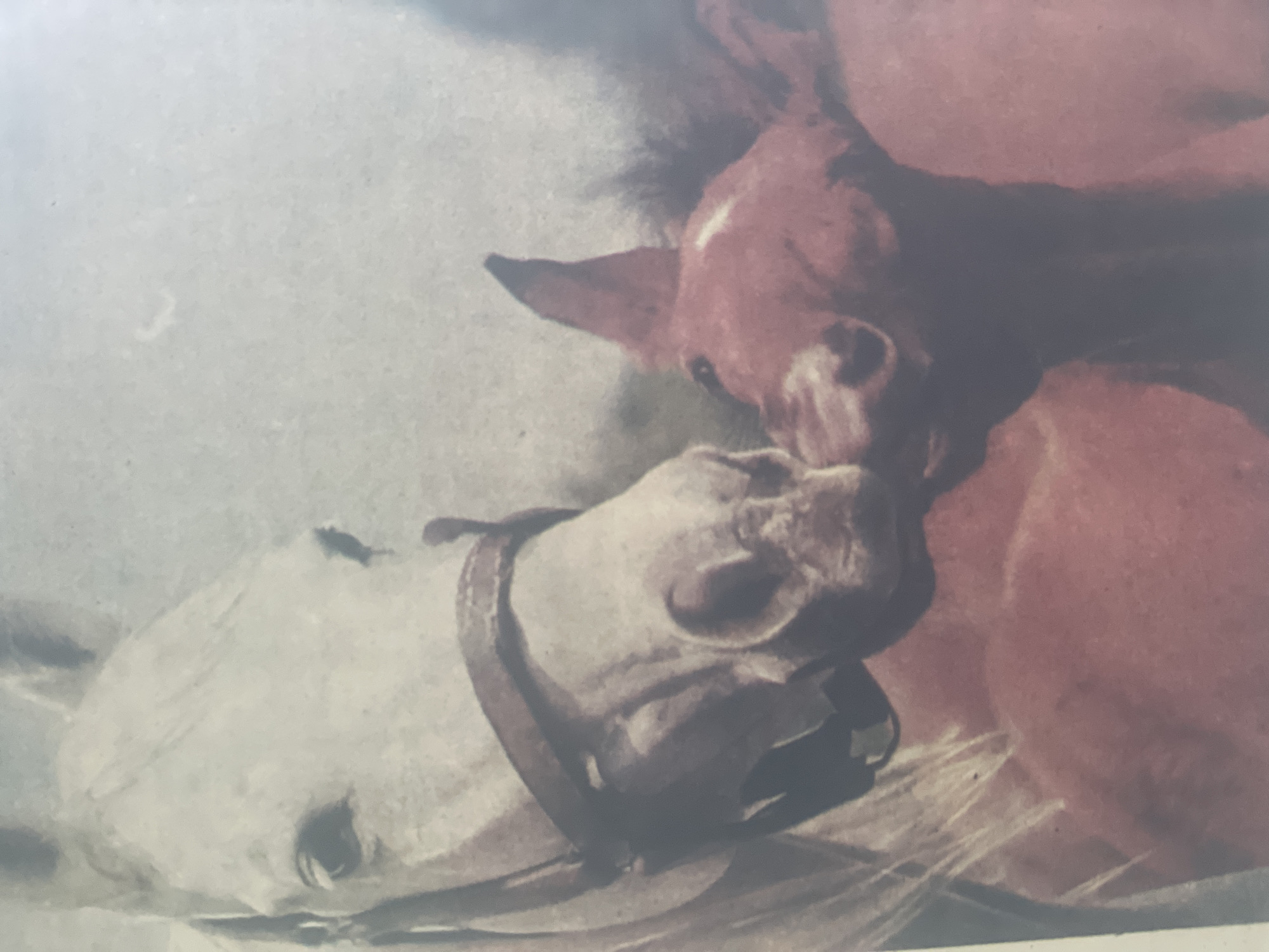 The image shows a close-up of two horses, a lighter colored adult horse on the left and a darker colored foal on the right, nuzzling each other. The adult horse is wearing a bridle. The background is a soft, muted gray. The image appears to be a photograph, possibly an old one given the texture and color tones. There is no indication of any specific location in the city of Poltava, Ukraine, or any other urban environment.