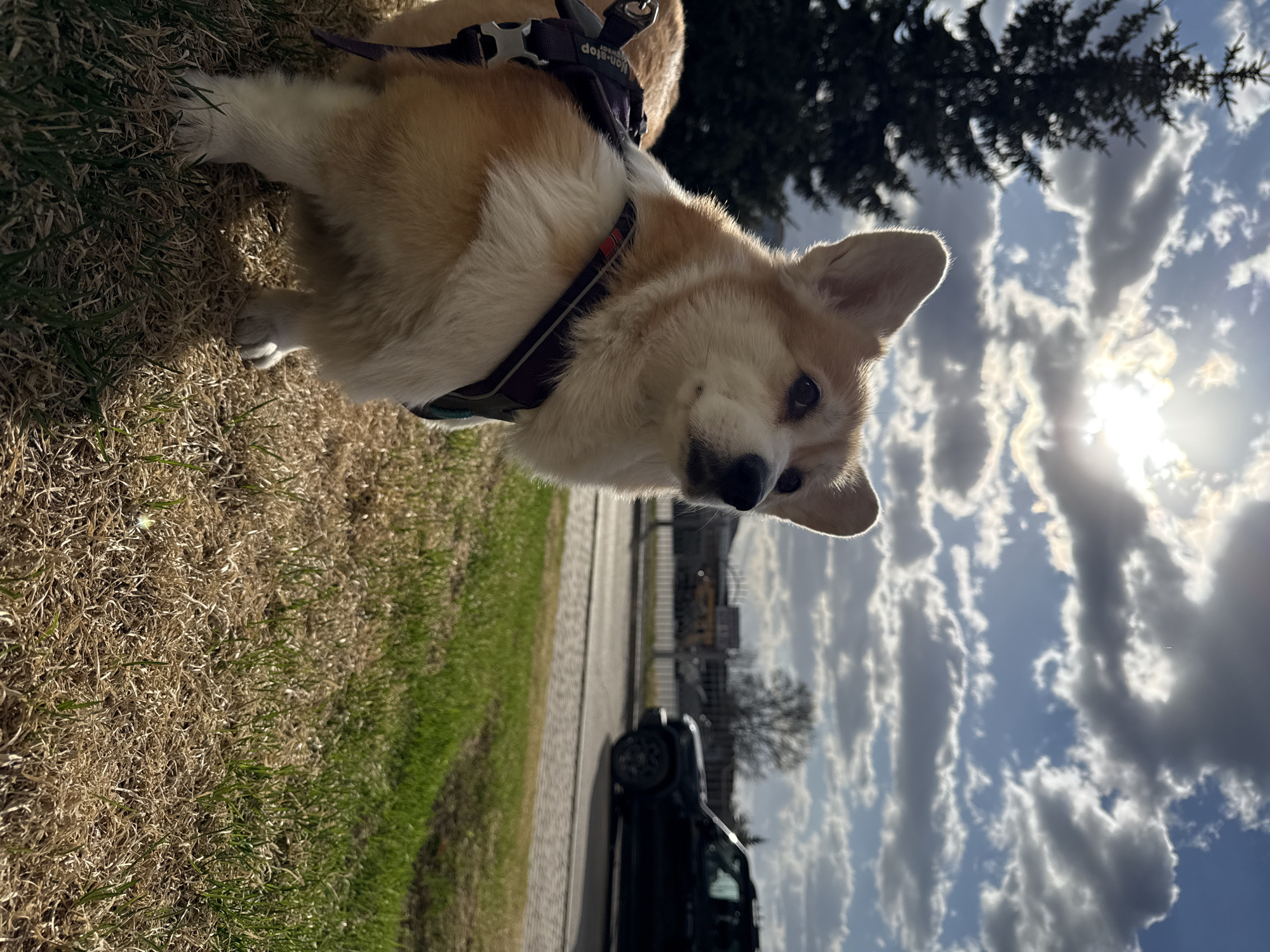 A medium shot shows a corgi dog in a harness standing on grass near a road. The dog is looking at the camera. In the background, a car is parked on the side of the road, and buildings can be seen in the distance. The sky is blue with clouds, and the sun is shining. The location is Krasnoyarsk, Russia.