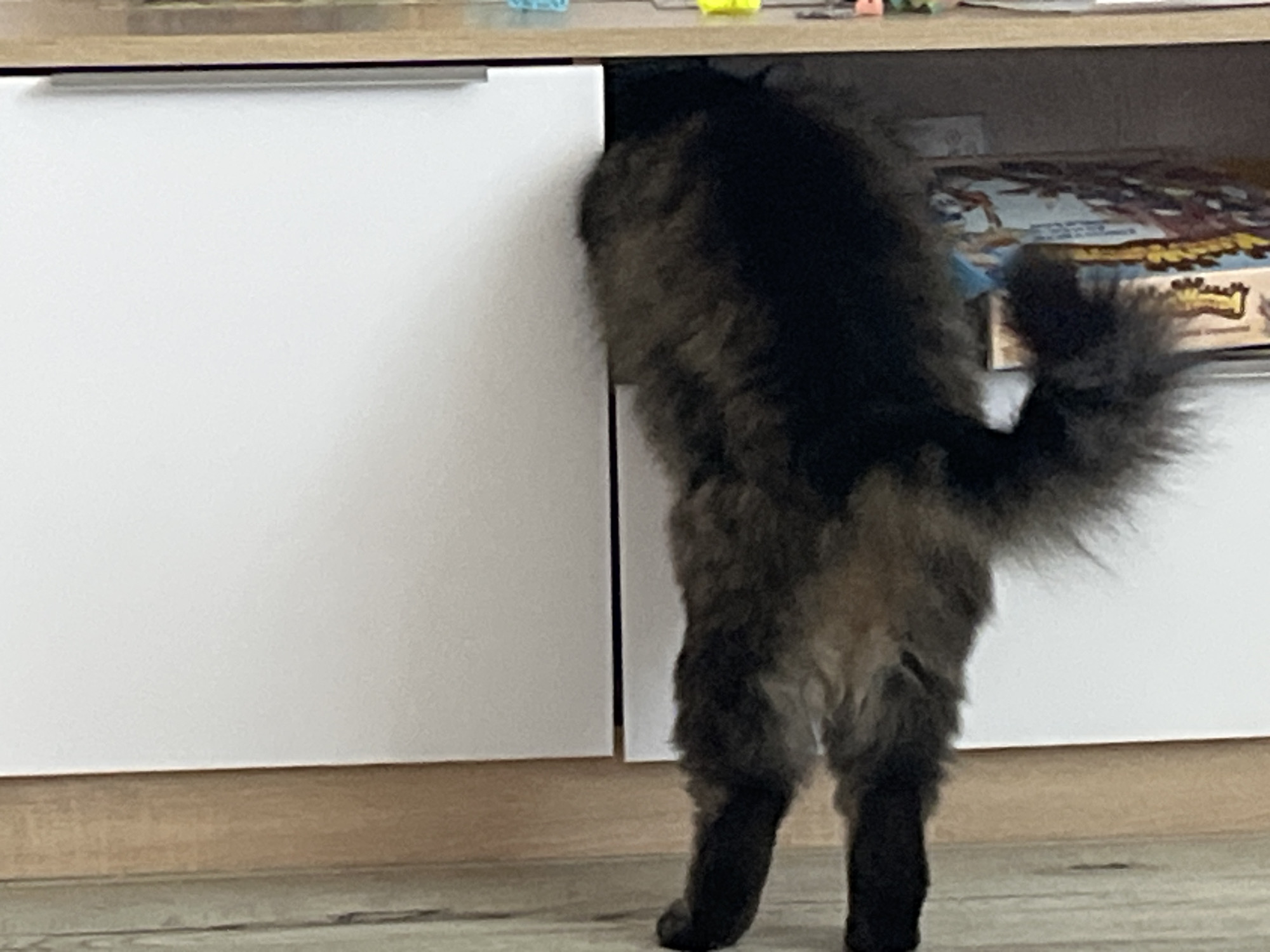 A fluffy, dark-colored dog is shown from behind, with its head and front half of its body inside a cabinet. The dog is standing on a light-colored floor, and the cabinet appears to be part of a piece of furniture in a room. The cabinet is white with a silver handle. To the right of the cabinet, a board game is visible on a shelf. The background is out of focus, but suggests a domestic setting. There is no information in the image that would allow for a precise location in Krasnyye Barrikady, Russia.