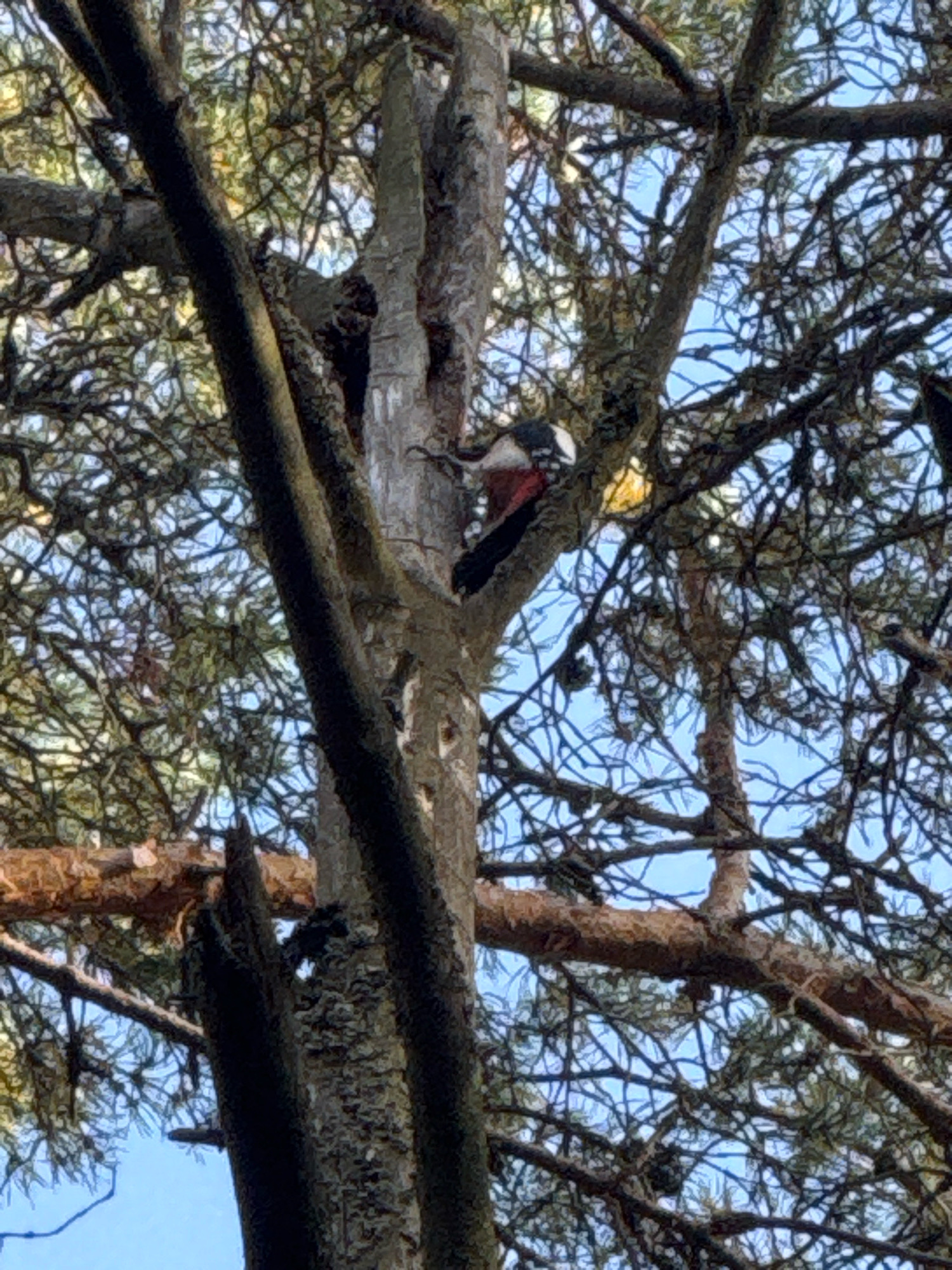 A great spotted woodpecker, with black, white, and red plumage, clings to the rough bark of a large tree trunk. The bird is positioned on the left side of the frame, near the center, facing towards the right. Its beak is in contact with the tree. The woodpecker is surrounded by a dense network of branches and pine needles, which obscure much of the sky. The background consists of a bright blue sky, intermittently visible through the foliage. The lighting suggests it is daytime, with sunlight filtering through the branches, creating dappled patterns. The scene appears to be a natural outdoor environment, likely a forest or park. The specific location in Solnechnoye, Russia, is not discernible from the visual information in the image.