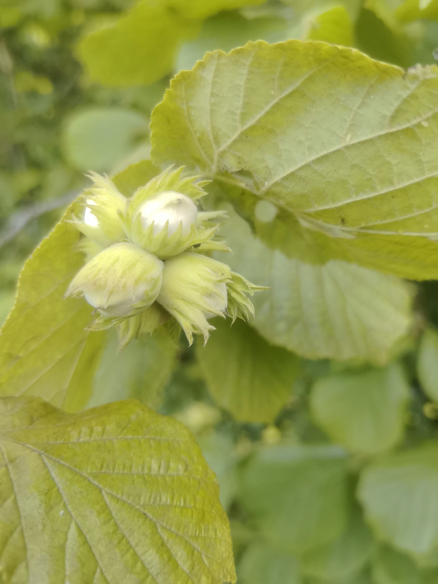 A cluster of unripe hazelnuts, encased in their green husks, hangs from a branch, surrounded by large, veined green leaves. The background consists of more blurred green foliage, suggesting an outdoor natural setting. The image is a close-up shot, focusing on the details of the hazelnut cluster and surrounding leaves. The location is specified as Kashino, Russia, though the image itself provides no direct visual cues to confirm this specific location.