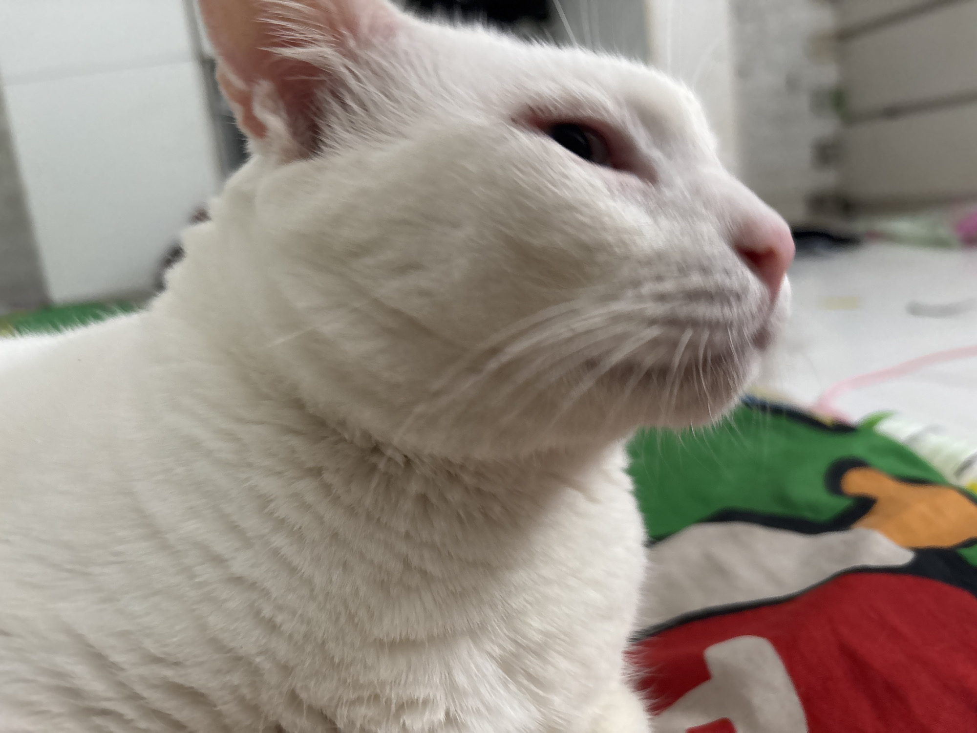 A close-up shot shows a white cat, likely domestic, in an indoor setting. The cat is positioned on a surface that appears to be a bed or mat with a colorful pattern, predominantly red, green, and white. The focus is on the cat's head and upper body, with the background slightly blurred. The cat's fur is entirely white, its nose is pink, and its eyes are dark. The image was taken in North Jakarta, Indonesia.