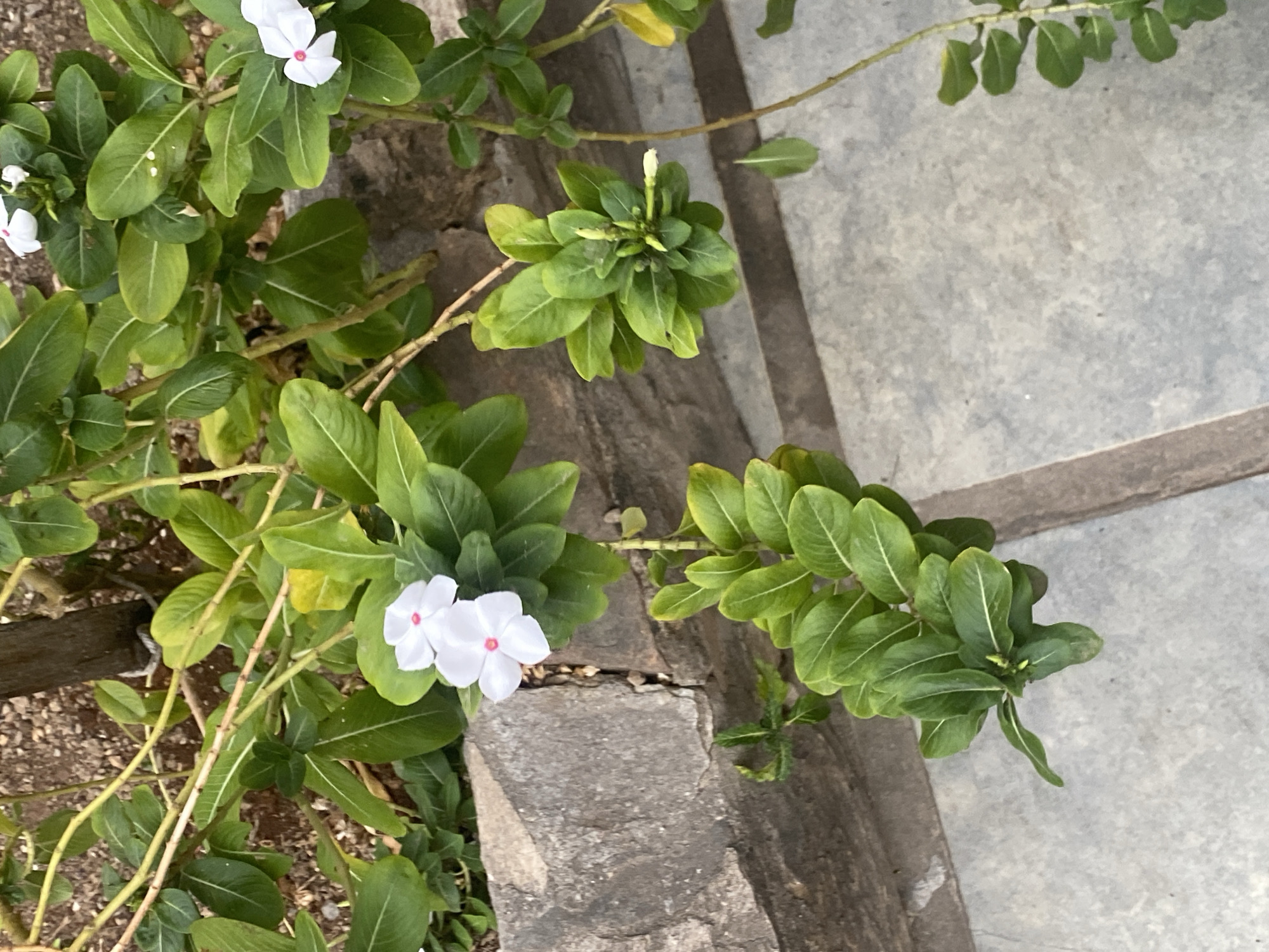 The image shows a ground-level view of several Madagascar periwinkle plants (Catharanthus roseus) growing near a stone border. The plants have green leaves and white flowers with pink centers. The background includes a concrete surface. The location is likely Juan Griego, Venezuela, based on user input.