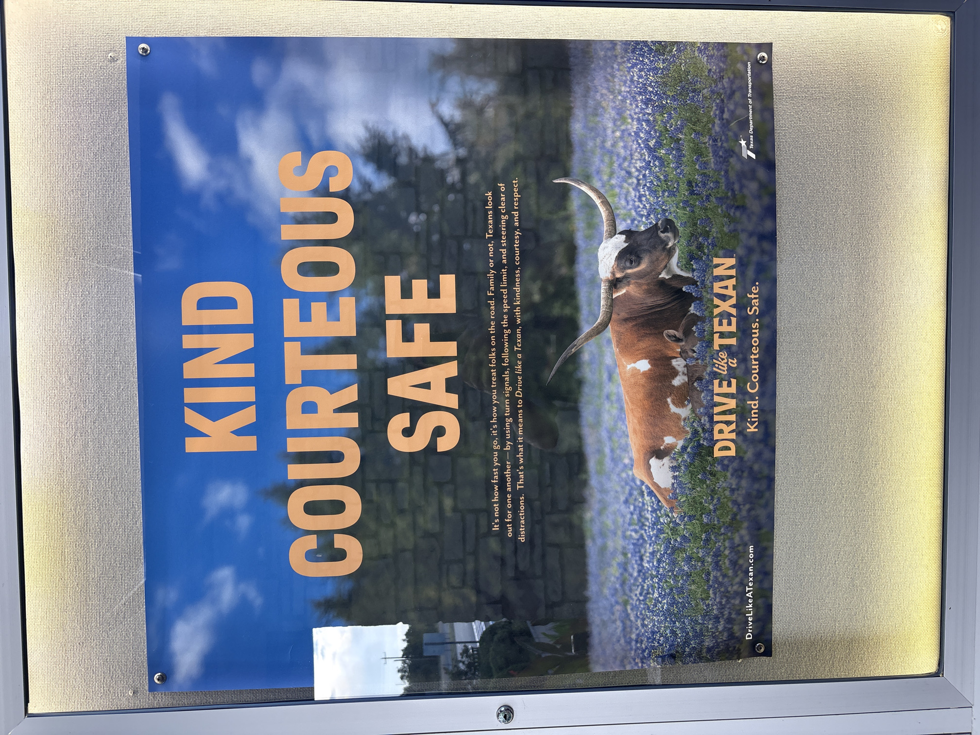 A poster promoting safe driving is displayed behind glass. The poster features a Texas Longhorn cow lying in a field of bluebonnets, with a calf partially visible behind it. The sky above is a bright blue with white clouds. Large orange text at the top of the poster reads "KIND COURTEOUS SAFE". Below the cow, smaller orange text reads "DRIVE like a TEXAN. Kind. Courteous. Safe." A website address "DriveLikeATexan.com" is visible in white text on the left side of the poster. The Texas Department of Transportation logo is present on the right side of the poster. The poster is framed and mounted on a wall. The reflection of trees and a street with a traffic signal is visible on the glass in front of the poster. The image was taken in Sonora, United States.