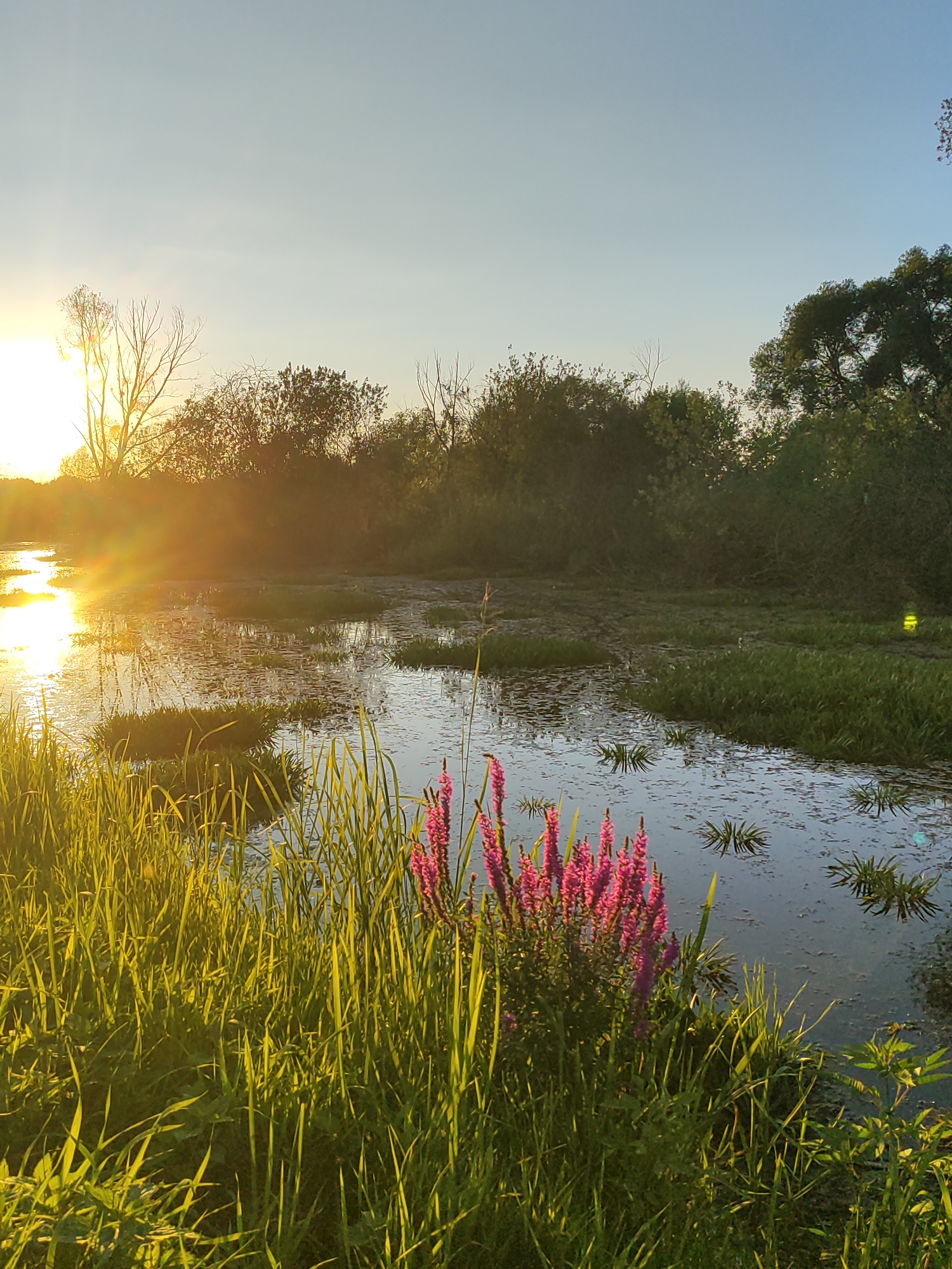 This is a photograph of a marshy body of water at sunset, likely in the city of Bronnitsy, Russia. The sun, low on the horizon and emitting a strong golden glare, is partially obscured by a tree on the left side of the image. The light reflects intensely on the water, creating a bright path. The foreground is dominated by tall, green grasses, some of which are illuminated by the setting sun, casting long shadows. In the middle ground, a cluster of vibrant pink flowers stands out against the surrounding greenery and the water. The water itself is dotted with lily pads or similar aquatic vegetation and reflects the sky and surrounding trees. The background consists of a dense line of trees and bushes that form the perimeter of the marshland. The sky is clear and a pale blue, transitioning to a lighter hue near the horizon. There are no people or animals visible in the image. The overall scene depicts a natural landscape during the golden hour.