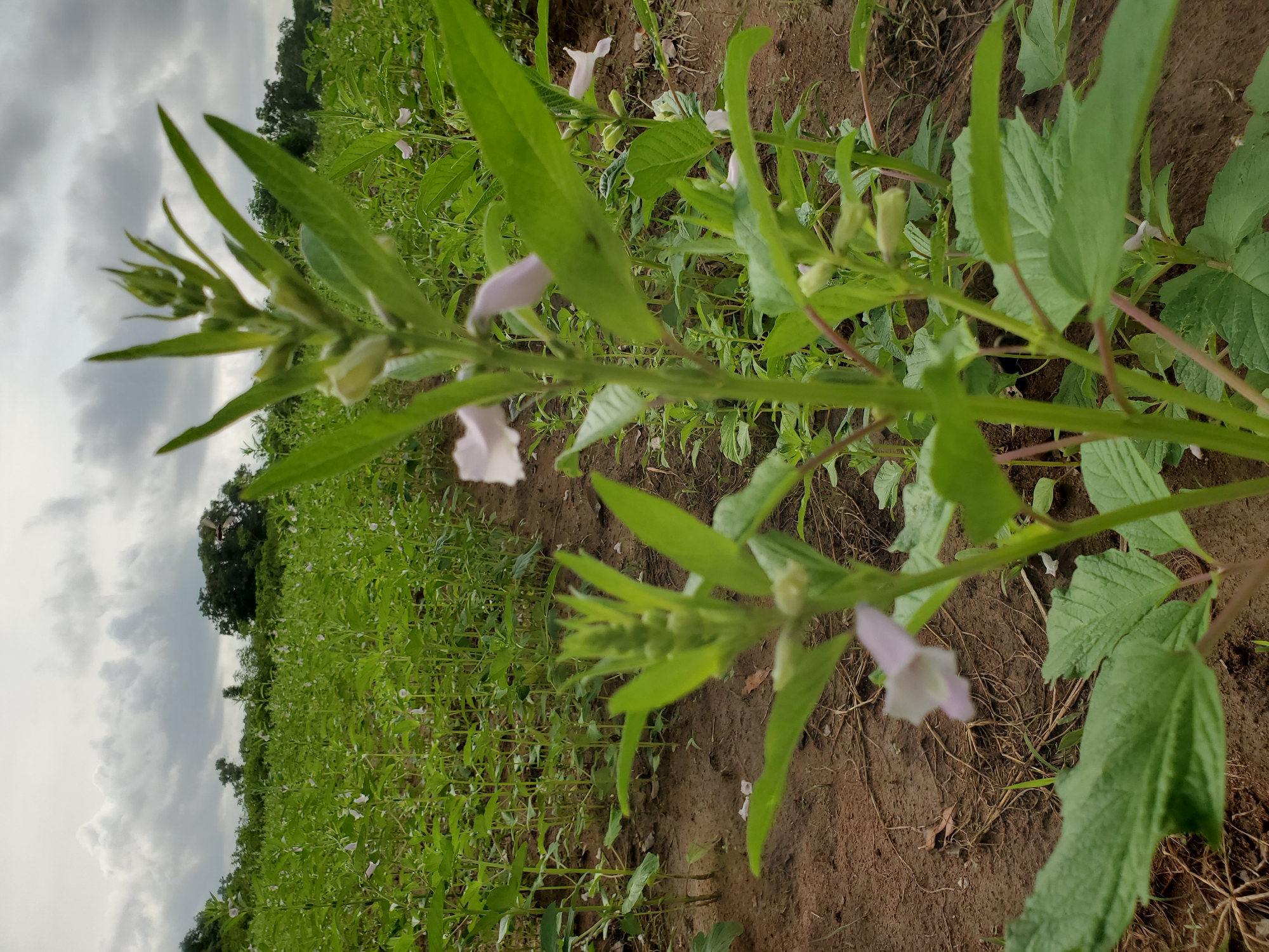 The image shows a field of sesame plants in Mararaba, Nigeria. The plants are in various stages of growth, with some flowering. The soil is brown and dry. The sky is cloudy.