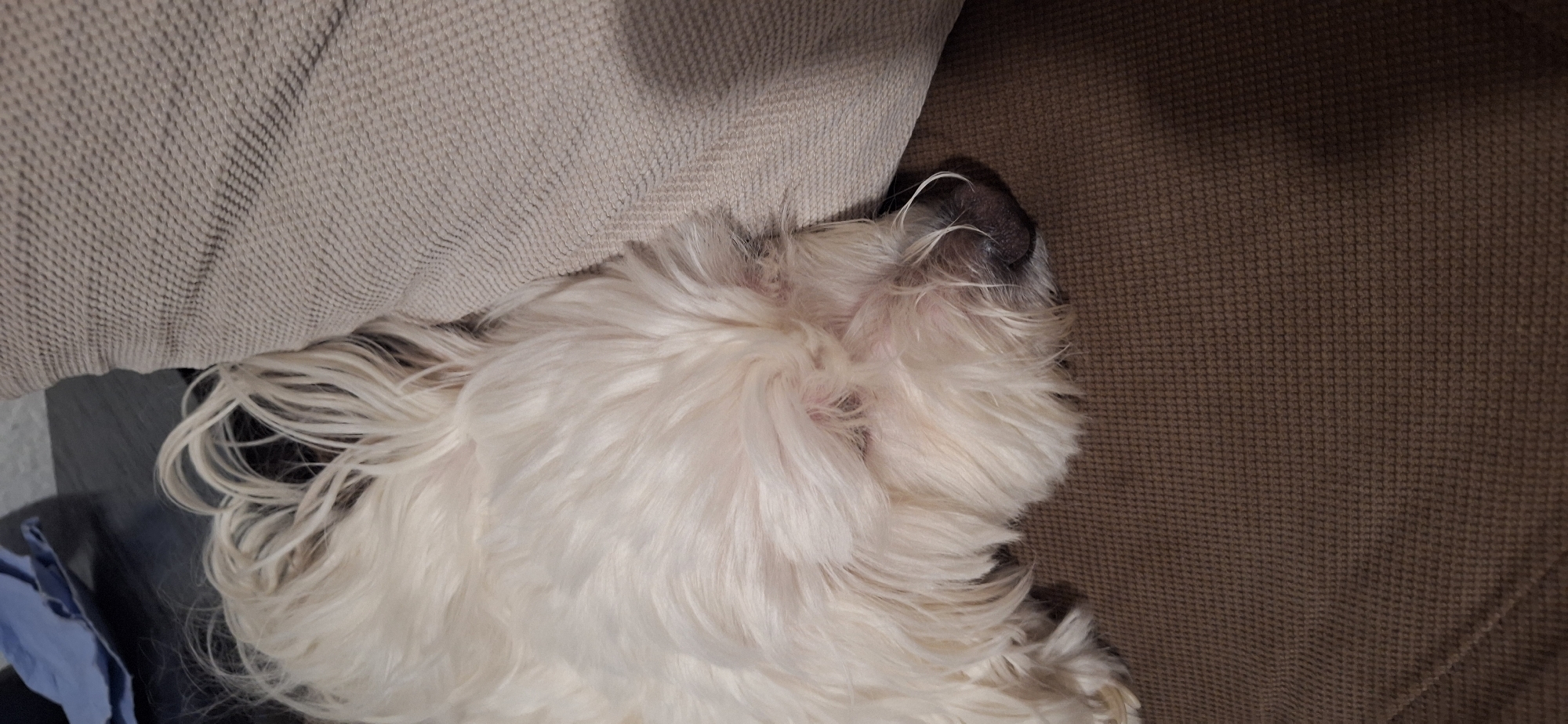 A white, long-haired dog is sleeping on a brown couch, with its head resting against a beige cushion. The dog is positioned in the upper left to center of the frame, and its nose is visible. The environment appears to be an indoor setting. There is no information indicating this image was taken in the city of Blagoevgrad, Bulgaria.