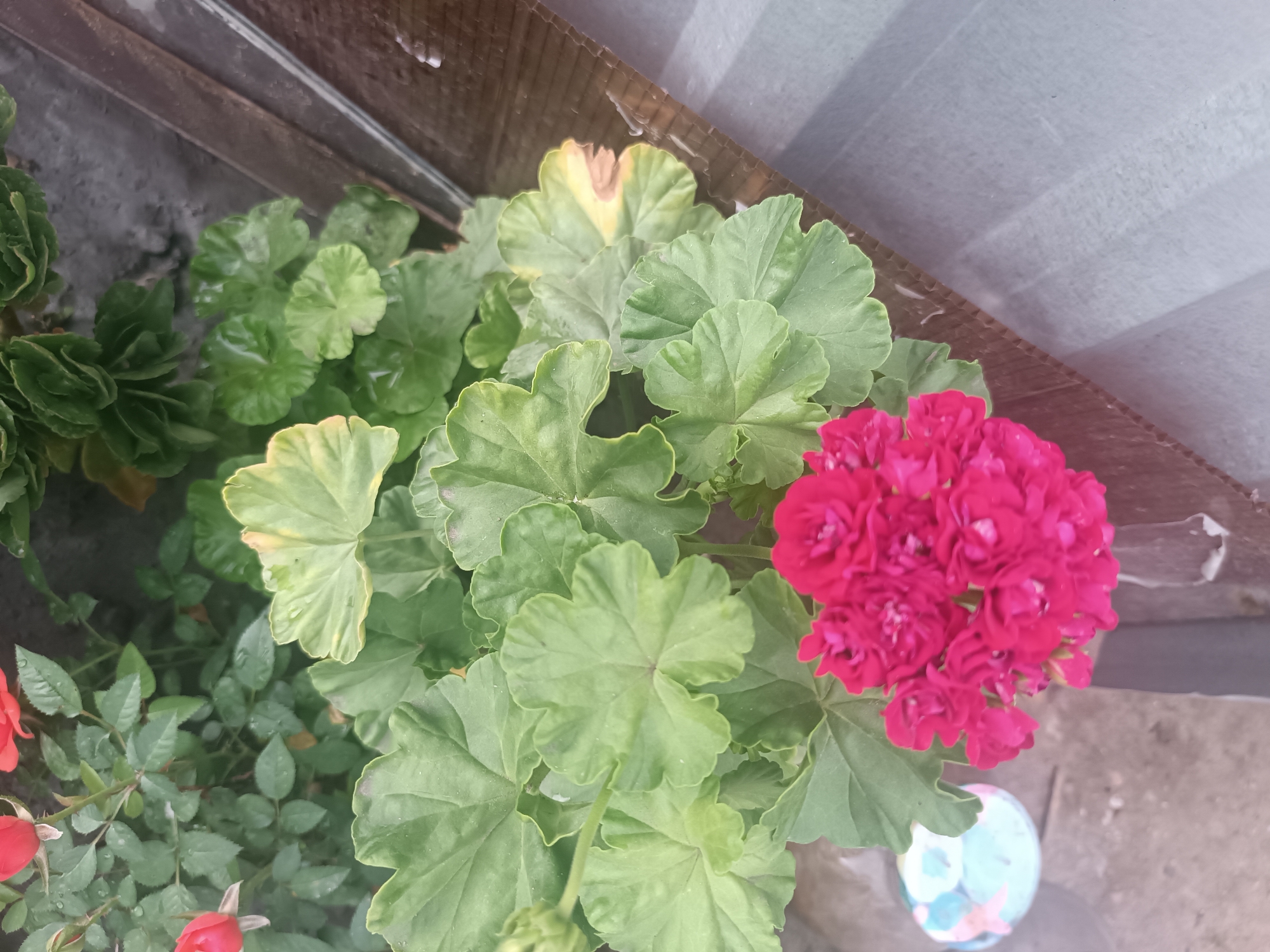 In Klyuchi, Russia, a close-up, overhead view captures a potted plant featuring vibrant, deep pink geranium blooms and lush green foliage. Some of the geranium leaves show signs of yellowing and browning, indicating potential stress or nutrient deficiency. To the left, the delicate red buds and opened flowers of a rose bush are visible, also showing signs of watering with droplets on the petals and leaves. The plants are situated outdoors, adjacent to a grey, corrugated structure that appears to be a wall or roofing material. The ground beneath the plants is a mix of dirt and gravel. In the lower right corner, a portion of a light blue and white plastic object, possibly a decorative pot or container, is visible. The scene is well-lit, suggesting daylight conditions.