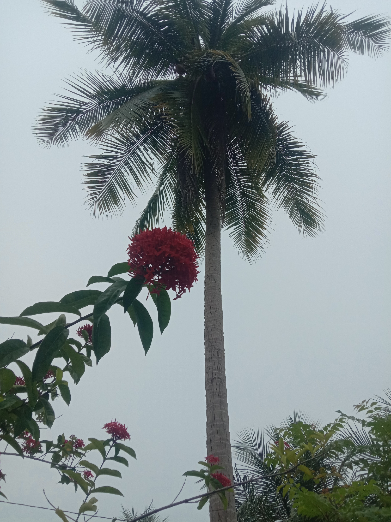 This is a low-angle, full-frame shot of a tropical scene on a cloudy day. Dominating the center is a tall, slender coconut palm tree with a textured, gray trunk reaching towards the overcast sky. Its fronds, dark green and feathery, fan out from the top, partially obscuring the sky. In the foreground, to the left, a cluster of vibrant red Ixora flowers hangs from a branch, their small petals densely packed into a ball-like shape. Below this main cluster, more smaller red flowers and green leaves are visible, some appearing to be on separate branches. The background is a uniform, pale gray sky, suggesting either dawn, dusk, or heavy cloud cover. The environment appears lush and possibly humid, typical of a tropical location like Blangcut, Indonesia, characterized by the presence of coconut palms and tropical flora. There are no people or visible human activity in the frame.
