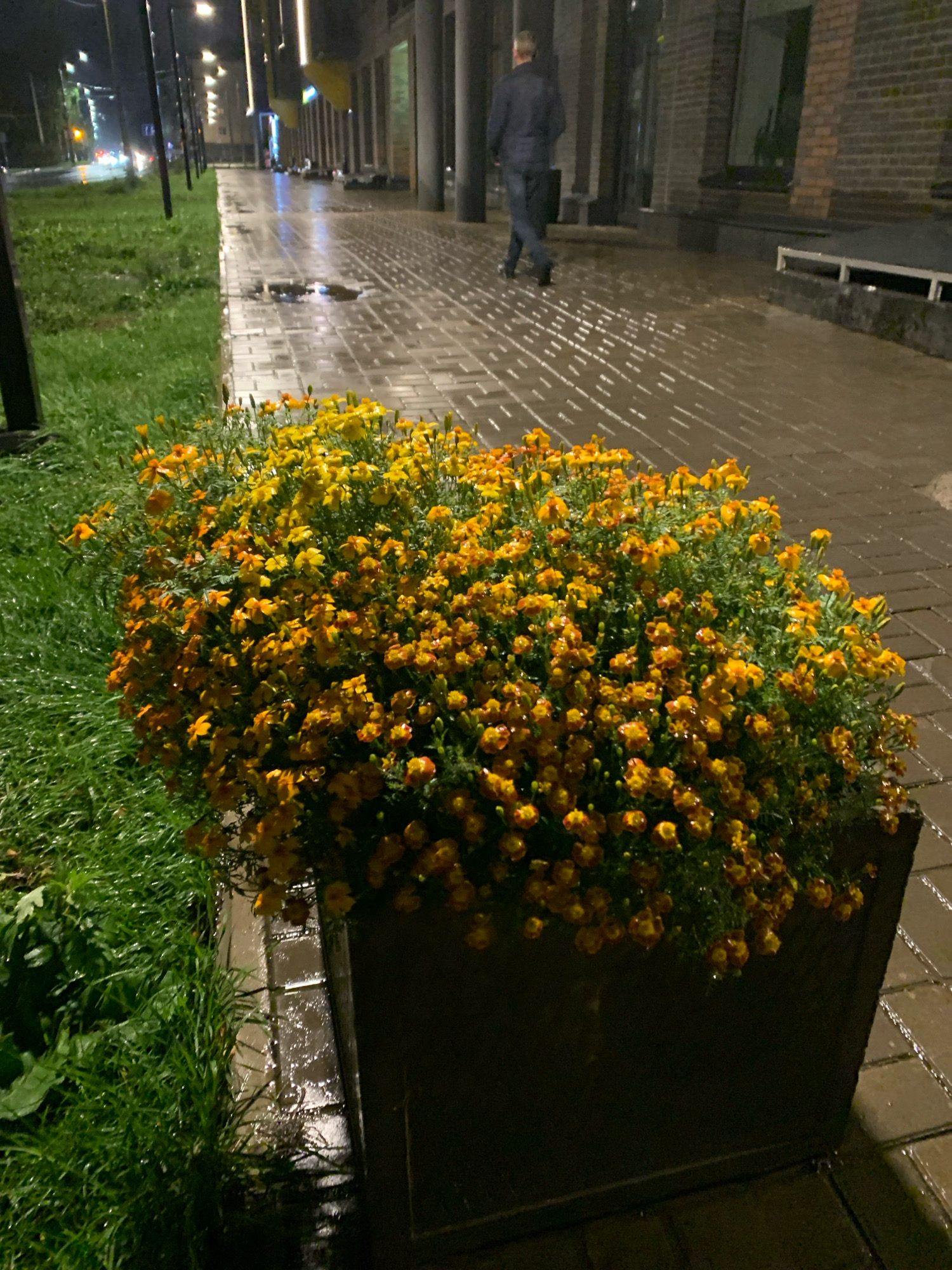 A man walks down a wet, paved sidewalk at night. The sidewalk is lined with grass and a planter filled with yellow and orange flowers. Streetlights illuminate the scene, reflecting off the wet pavement and creating streaks of light. The architecture suggests a modern commercial or residential area. The location is the city of Arkhangelsk, Russia.