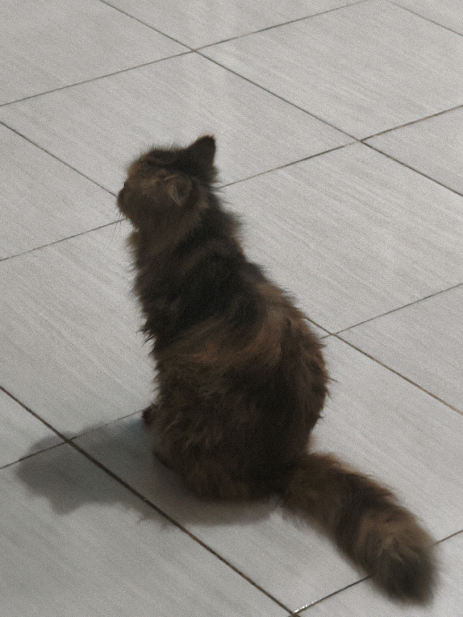 A fluffy, long-haired cat with brown and black tabby markings is sitting on a light-colored tiled floor. The cat is facing away from the camera, looking to the left. Its tail is long and bushy, and it is curled slightly. The floor tiles are arranged in a grid pattern. The scene appears to be indoors, possibly in a residential setting in Samarinda, Indonesia. The lighting is dim, creating a shadow of the cat on the floor to its left.