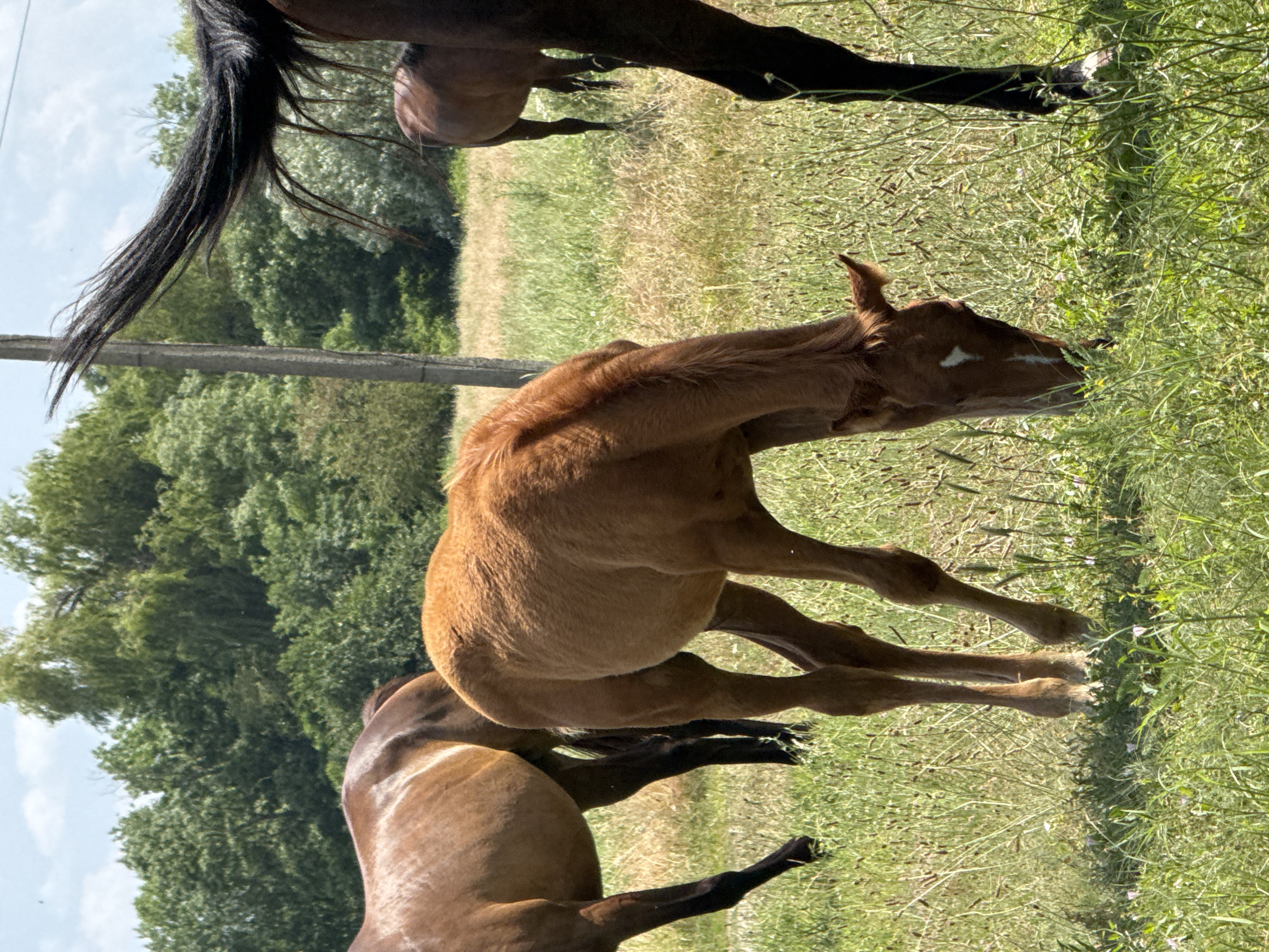 The image shows a brown foal in a field, eating grass. The foal is in the foreground, with its head down as it grazes. Behind the foal, a darker colored horse is partially visible. The scene is set in a grassy field with trees in the background. The sun appears to be shining, casting shadows and illuminating the grass. The image suggests a peaceful, pastoral setting, likely in Zassovskaya, Russia, given the location context. There is no visible text in the image.