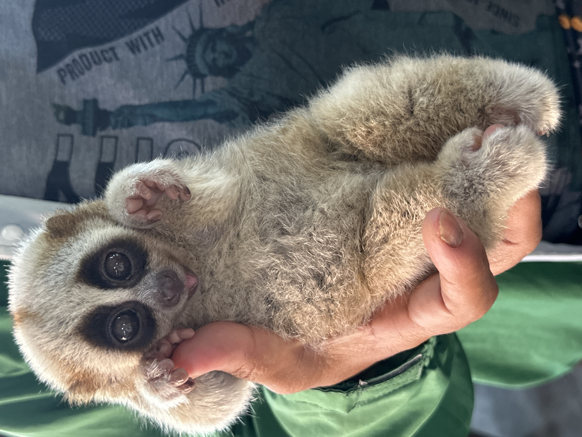 A slow loris is cradled in a human hand. The animal has round, dark eyes surrounded by dark fur patches, set against a tan and beige furry body. The person holding the loris is wearing a grey T-shirt with a Statue of Liberty graphic and green pants. The photo was likely taken in Damnoen Saduak, Thailand, although this cannot be definitively confirmed from the image alone.