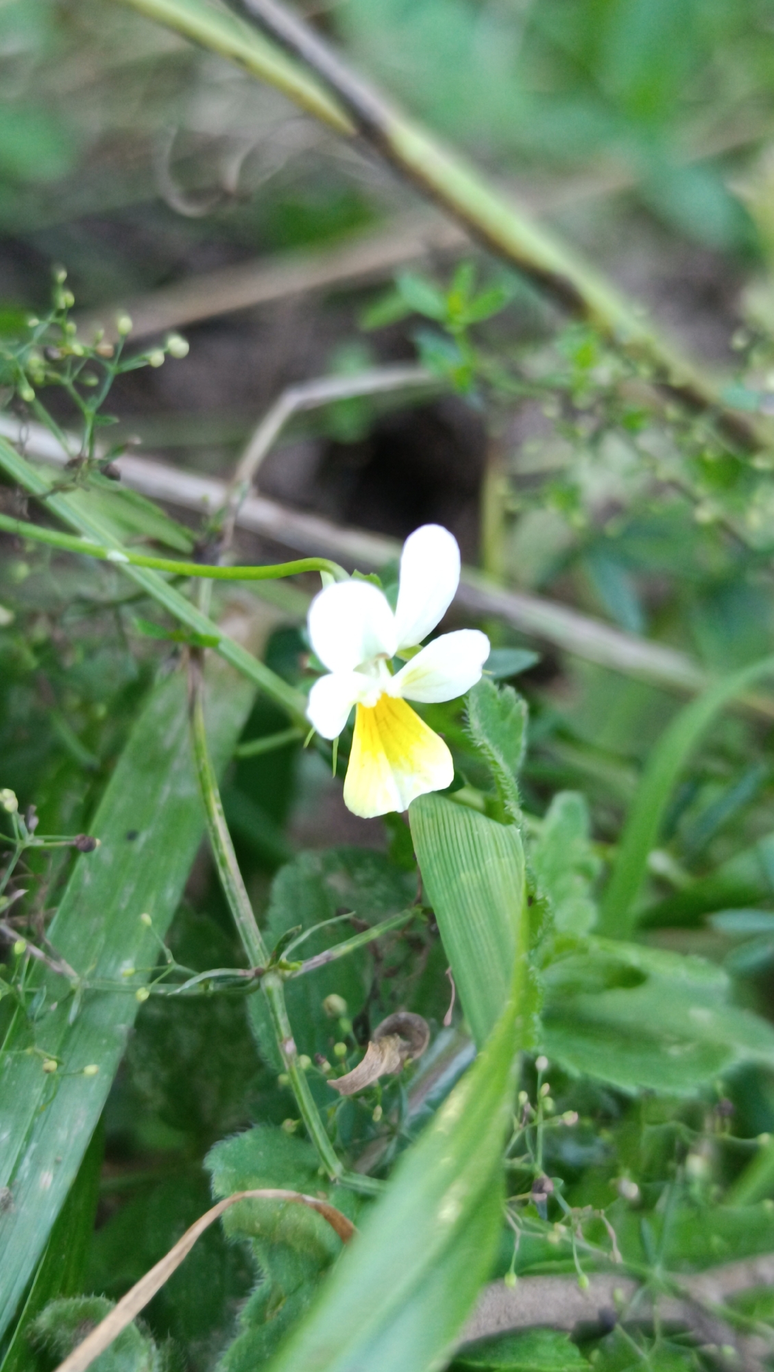 A close-up, vertical shot focuses on a small, white and yellow wild violet flower with five petals. The flower is the central subject, positioned slightly to the right of the frame. Two upper petals are pure white, while the lower three are a pale yellow, with the lowest petal exhibiting a more vibrant yellow hue. The flower is delicate and appears in focus, contrasting with the soft, blurred background of greenery.
Surrounding the flower are various elements of the natural setting. A thin, green stem curves from the left, supporting the flower. To the left of the stem, a cluster of tiny, unopened green buds on thin stalks are visible, adding a sense of early growth or a different plant species. Behind the flower, blades of grass and other green foliage create a soft, out-of-focus backdrop. Some dry, brown grass or leaf fragments are also present, adding textural variation to the scene. A thick, diagonal branch or stalk, dark brown with hints of green, cuts across the upper portion of the image, further blurring the background.
The lighting suggests it is daytime, with diffused light that doesn't cast harsh shadows, indicating it might be an overcast day or the shot was taken in a shaded area. The overall mood is tranquil and natural, highlighting the simple beauty of a small wildflower in its environment. The specific location cues are not explicitly visible, but the description aligns with a natural, possibly wild, outdoor setting. No text is present in the image.