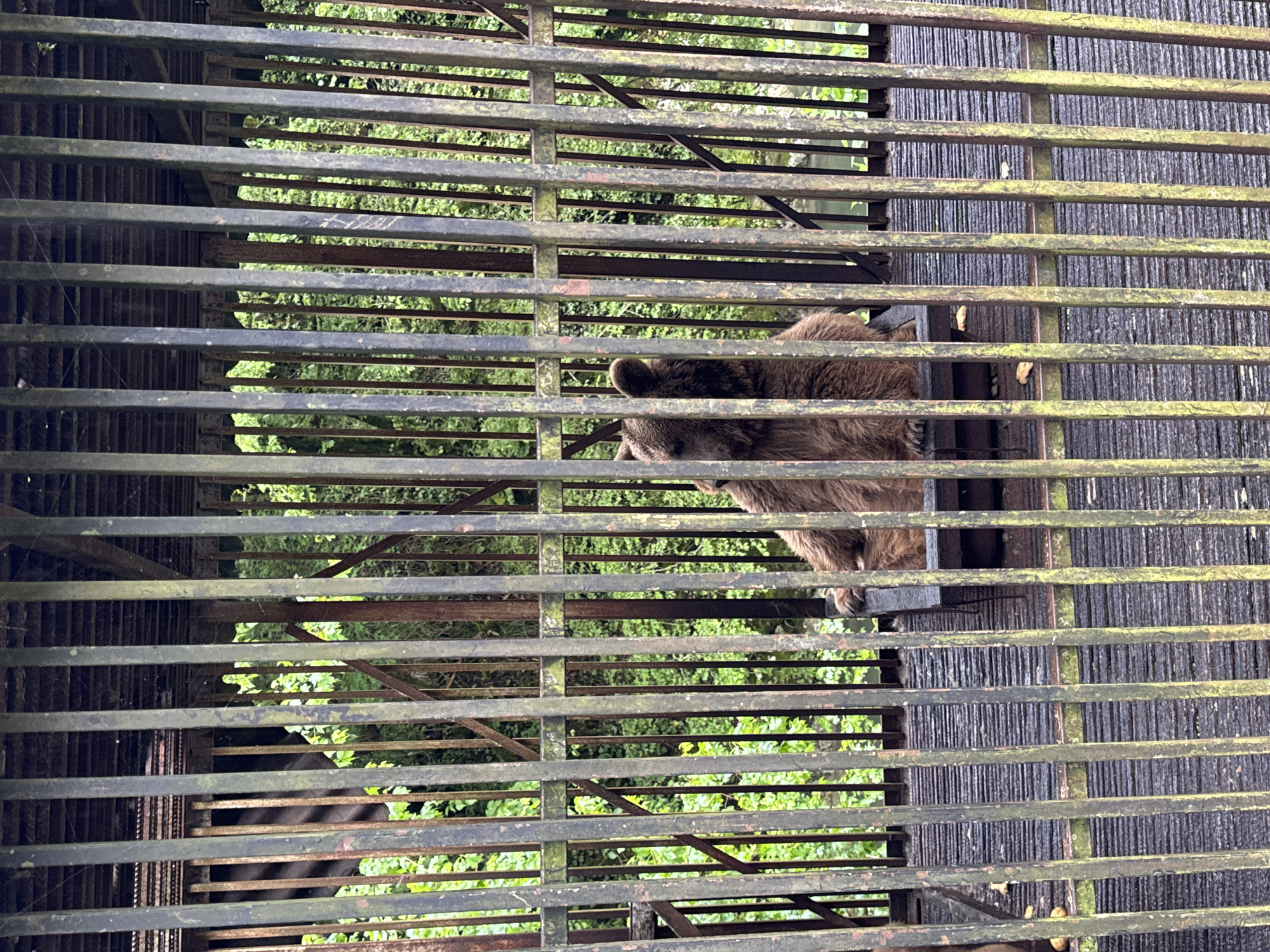 The image depicts a brown bear, partially visible through a rusty, moss-covered metal cage. The bear's head, shoulder, and front paws are visible between the bars, with green foliage blurred in the background. The location is Tsabal, Abkhazia, based on the provided information.