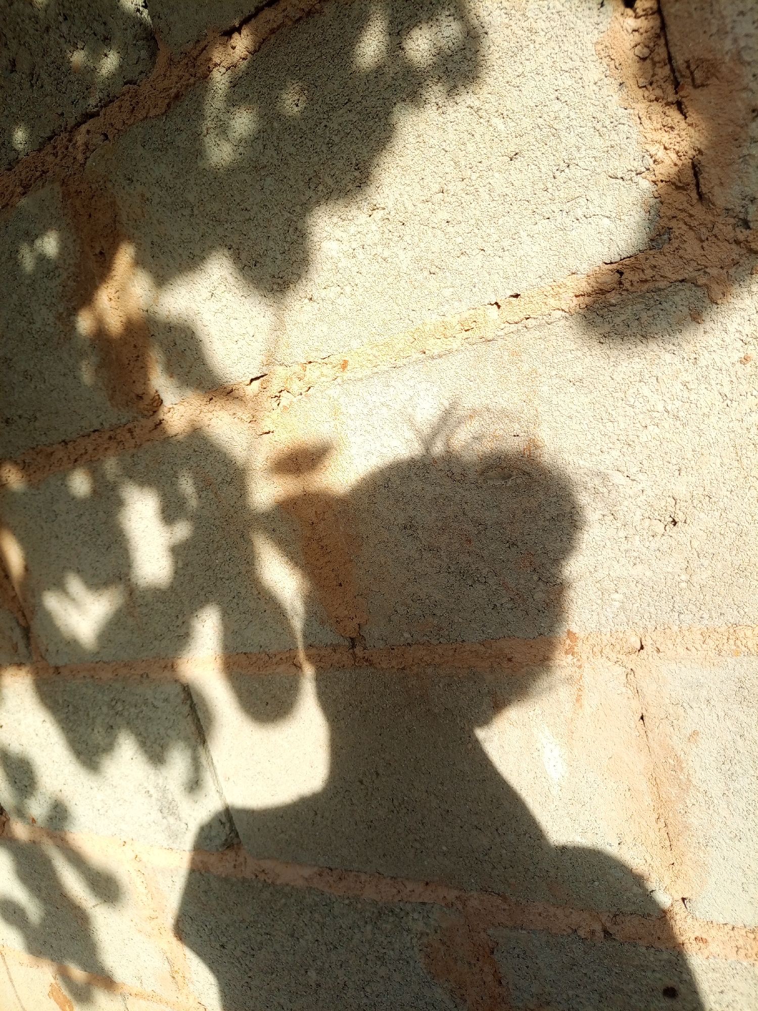 A close-up shot of a tan brick wall with shadows cast upon it. The shadows appear to be from foliage, possibly from a tree or bush. In the center of the frame, there is a shadow resembling a person's head and shoulders. The photograph may have been taken in Tinaquillo, Venezuela, although that is only a suggestion.