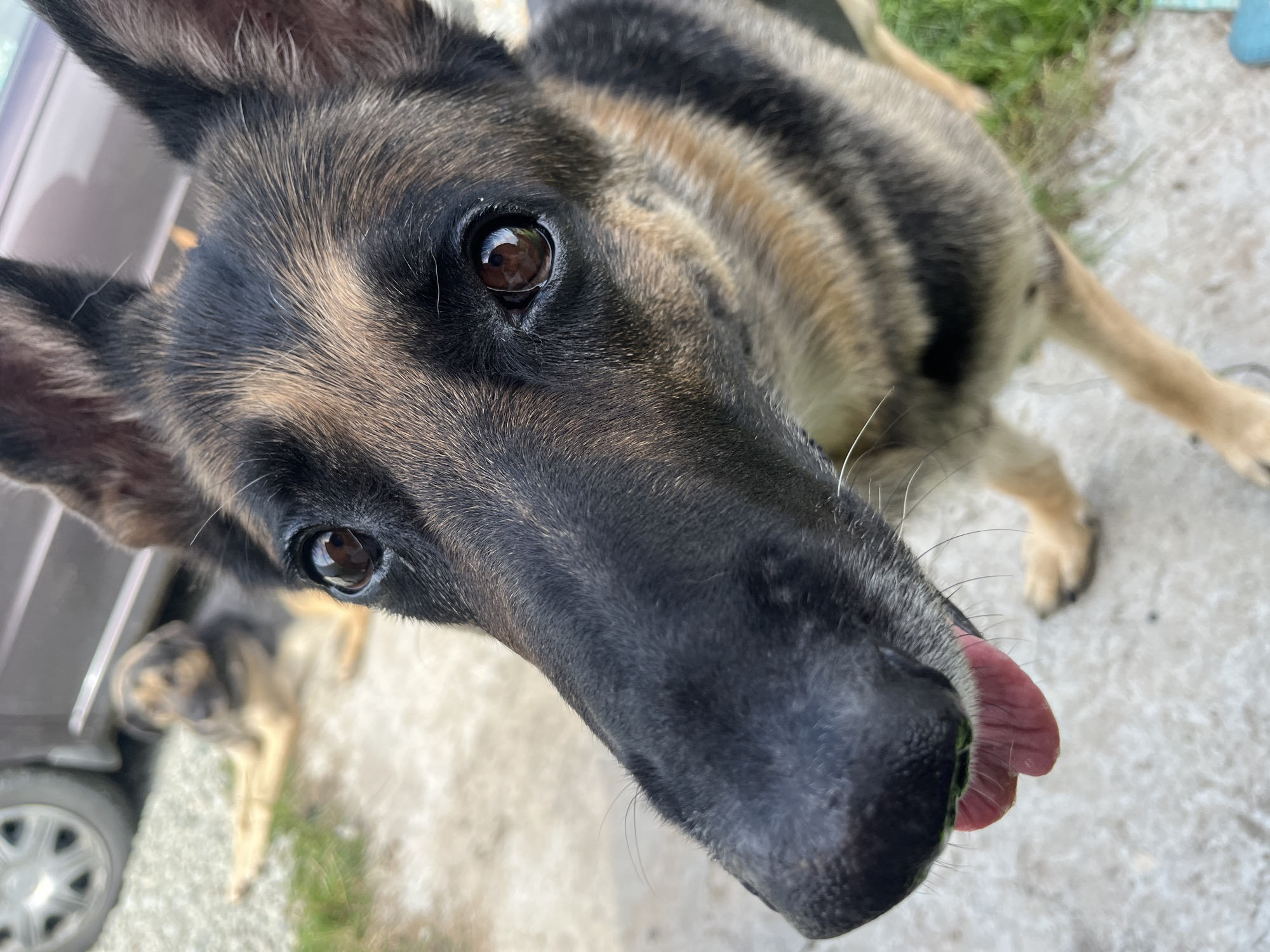 The image shows a close-up of a German Shepherd dog's face, with its tongue slightly out. The dog is facing the camera, and its eyes are brown. In the background, another dog is lying down on a gravel surface, with a car and some grass visible. The scene appears to be outdoors, possibly in a yard or driveway. There is no specific indication of the location within the city of Nizhny Tagil, Russia.