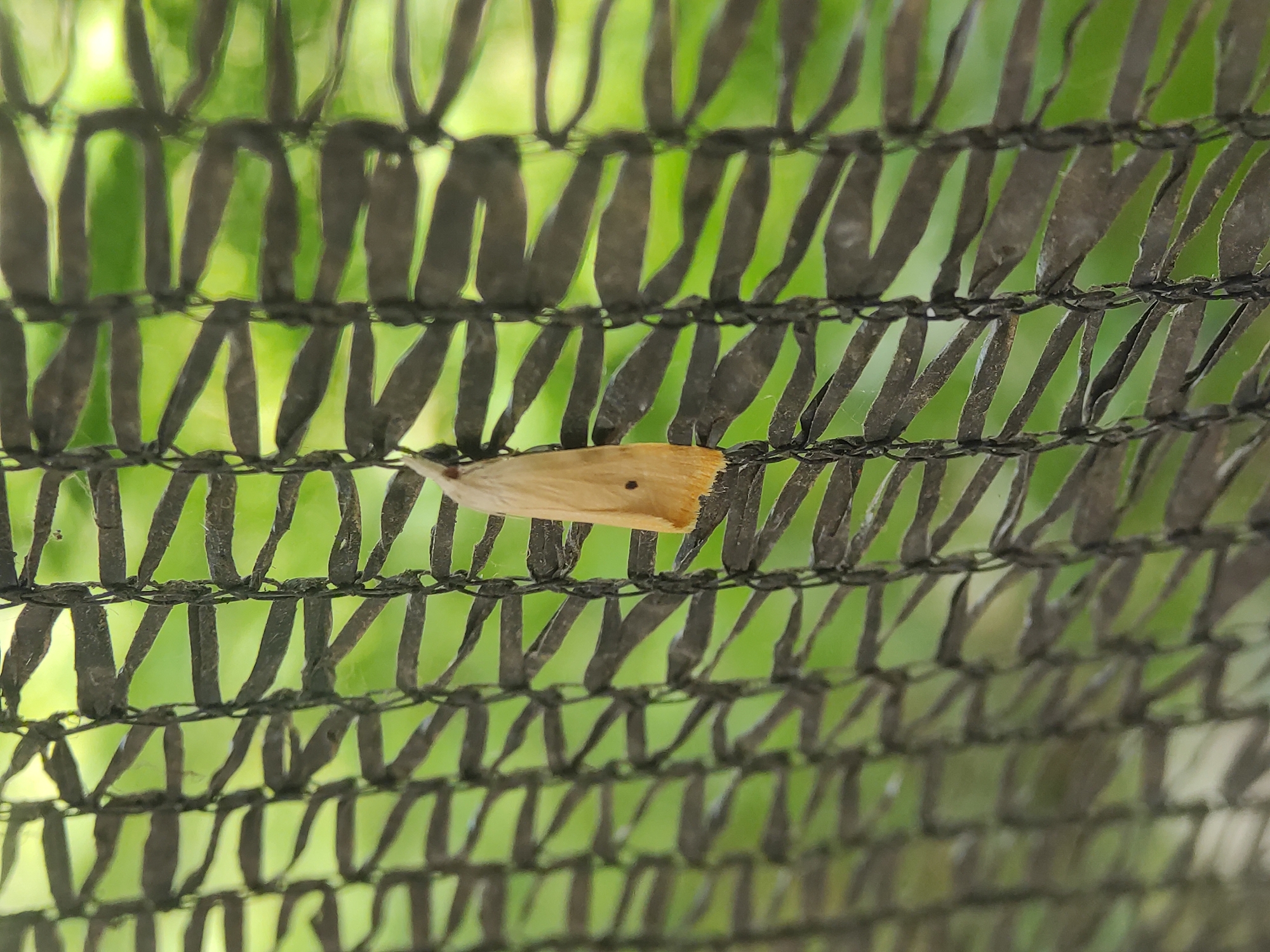 A moth is perched on a black netting structure. The moth is tan, with a small brown dot visible on its right wing. Green foliage is visible through the netting. The netting appears to be a barrier placed in front of the greenery. There is no clear indication of a city or location in Lhokseumawe, Indonesia.