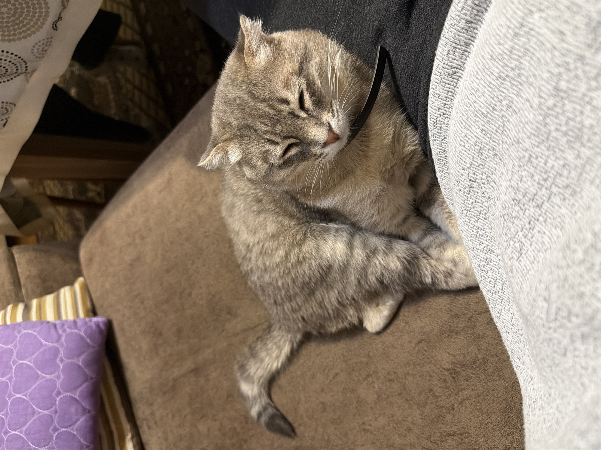 A gray tabby cat is sleeping on a brown couch, with a gray blanket or piece of clothing partially covering it. The cat is curled up and has its eyes closed. A purple pillow with a heart pattern is visible in the lower left corner of the frame. The setting appears to be indoors, possibly a home. The location is Novxanı, Azerbaijan.