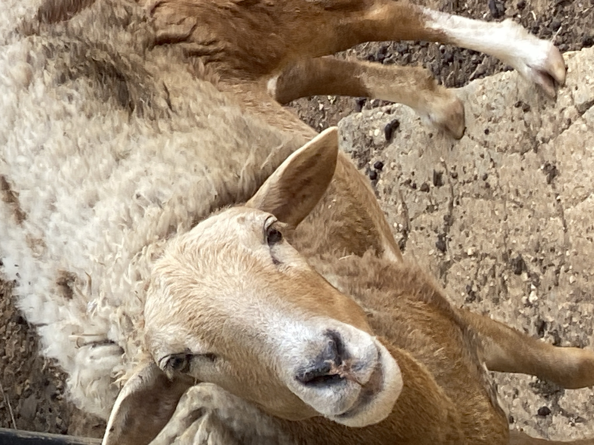 The image captures a sheep, likely a domestic species, in Tinaquillo, Venezuela. The sheep has a tan face with a lighter-colored muzzle. Its wool is off-white. It is laying down on what appears to be a cracked concrete surface. Another sheep is partially visible in the background.