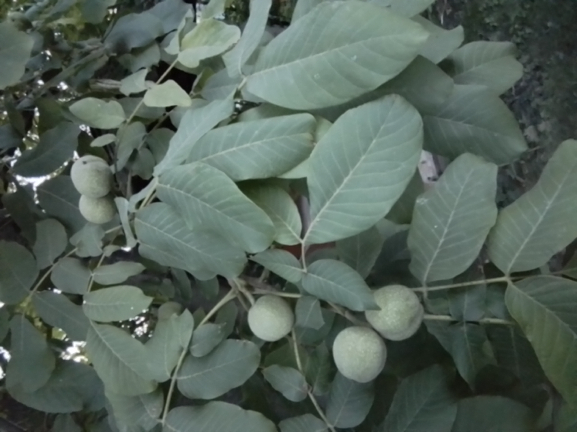 The image shows a cluster of unripe walnuts on a tree branch, surrounded by large green leaves. The walnuts are light green in color and appear to be oval-shaped. The leaves are broad and veined, typical of a walnut tree. The background is blurred, suggesting it is an outdoor setting. There are no people or animals visible in the image. The lighting appears to be natural daylight, possibly overcast given the soft shadows. The scene is consistent with a tree in a garden or natural setting within the city of Taraz, Kazakhstan, where walnut trees are common.