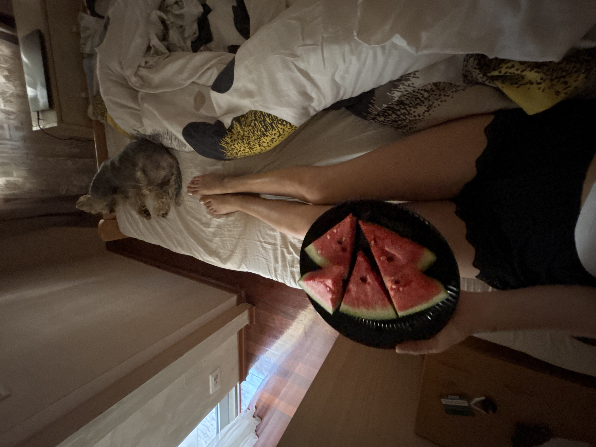 The image depicts an overhead view of a bed with a person lying on it, holding a black plate with slices of watermelon. To the left of the person, a small grey cat is curled up asleep on the bed. The setting appears to be a bedroom, with a wooden floor and what looks like a dresser or nightstand. The bed is covered with white and patterned sheets, and there's a glimpse of a window with curtains in the background. The lighting suggests it might be daytime, possibly late afternoon or evening, given the shadows and overall tone. The person's legs are visible, wearing black shorts. The watermelon slices are a vibrant red and appear to be fresh. The overall mood seems relaxed and domestic. There is no visible text in the image.