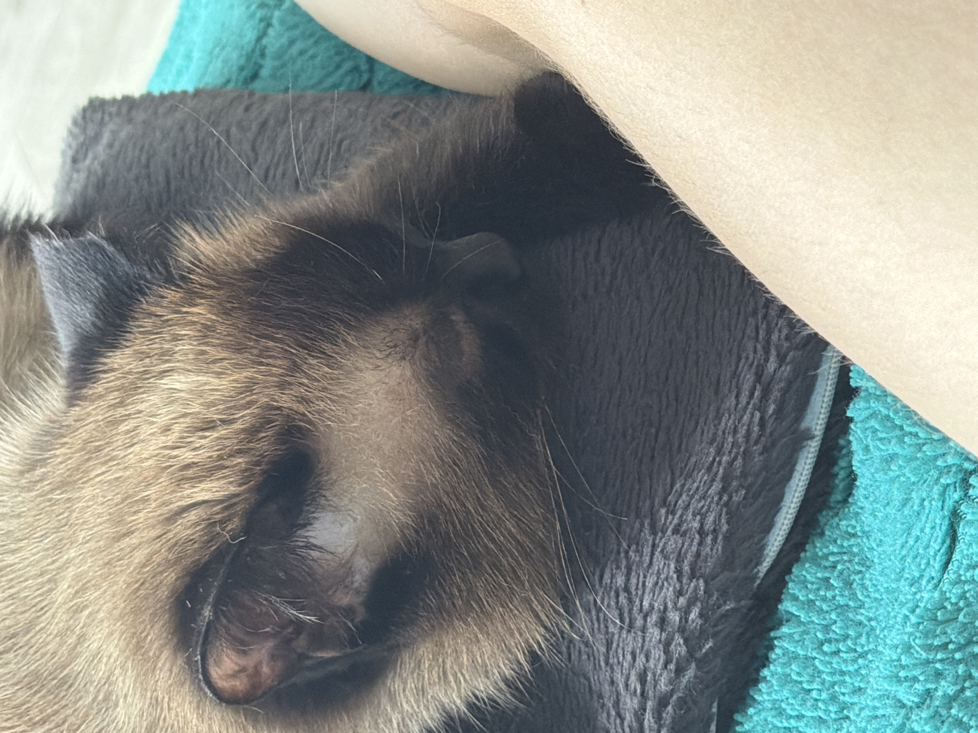 A close-up, overhead shot shows a Siamese cat sleeping soundly on a grey plush cushion that is resting on a bright turquoise towel. The cat's head is turned away from the camera, with its face partially obscured by its paw. The cat's fur is a mix of brown and tan, with darker markings on its face and ears. The cushion appears to be zippered, with a visible seam running along the bottom edge. A human leg is visible on the right side of the frame, with light-colored skin and fine hairs. The scene suggests a peaceful domestic setting, likely indoors, where the cat is comfortable and relaxed. The image provides no information about the city of Япрыково, Russia.