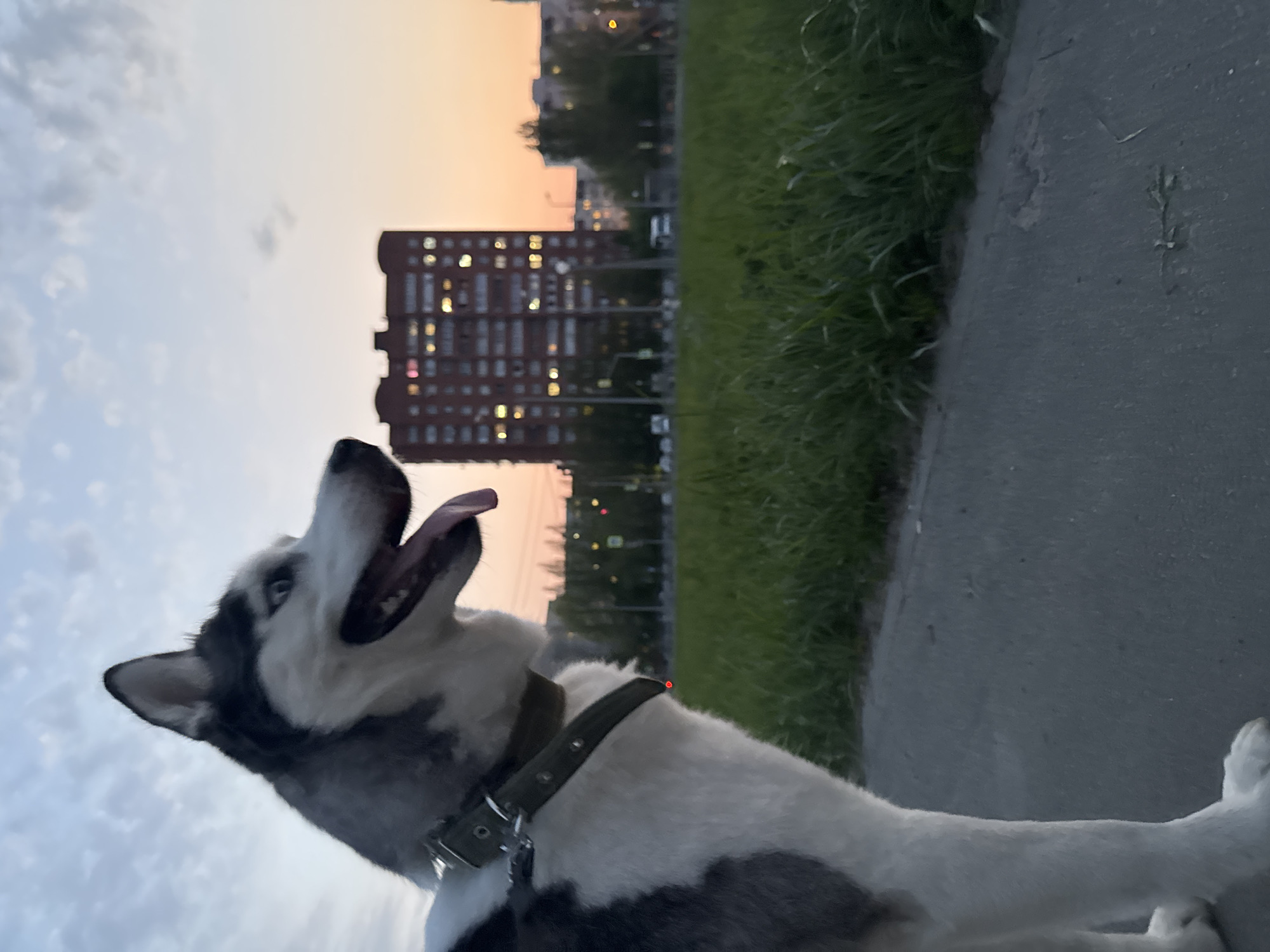 A medium shot captures a black and white husky, tongue extended, positioned on a sidewalk next to a patch of green grass. Behind the dog, a high-rise building stands with multiple illuminated windows. The sky transitions from light blue to a warm orange. The location is Unknown, Unknown.