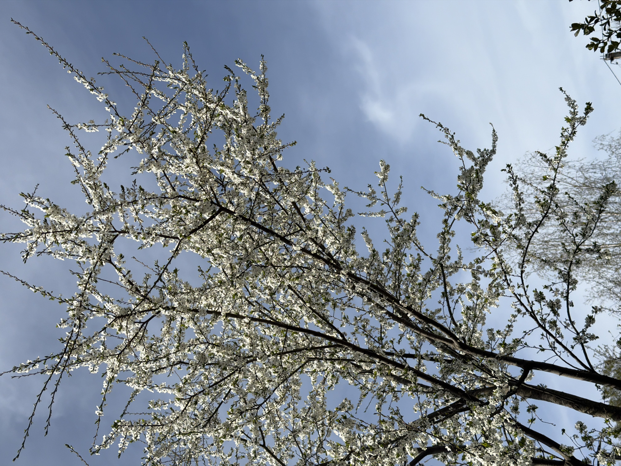 The image shows a view looking up into the branches of a tree laden with white blossoms. The sky is blue with some wispy clouds visible. The tree branches are dark and angular, contrasting with the delicate white flowers. The photo may have been taken in the city of Tokkari, Russia, as indicated by the prompt, although there are no specific visual cues within the image itself to confirm this location. No people or other identifiable objects are visible in the shot.