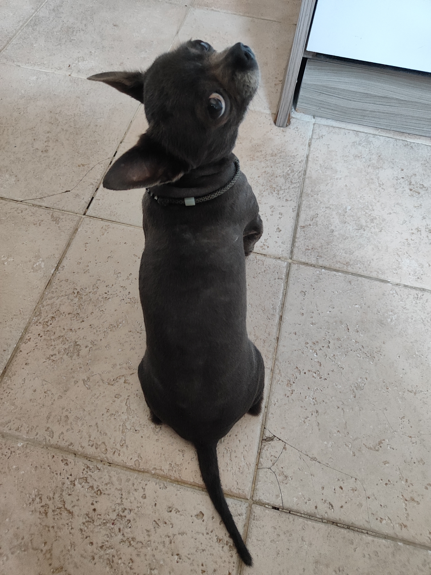 A high-angle, full shot captures a small, dark gray dog sitting on a tiled floor. The dog is positioned in the center of the frame, facing away from the camera and looking up towards the top right. Its ears are perked, and its large, round eyes are visible as it turns its head. A thin, dark collar with a small, light blue accent is around its neck. The floor is made of square, beige tiles with subtle variations in color and texture, and some of the tiles show minor cracks.
To the right of the dog, a portion of a light-colored furniture piece is visible, featuring a light wood grain texture. The overall lighting suggests an indoor setting, possibly during the day. There is no visible text in the image. The dog's posture and gaze suggest it is attentive to something or someone outside the frame. The scene is simple and focused on the dog.