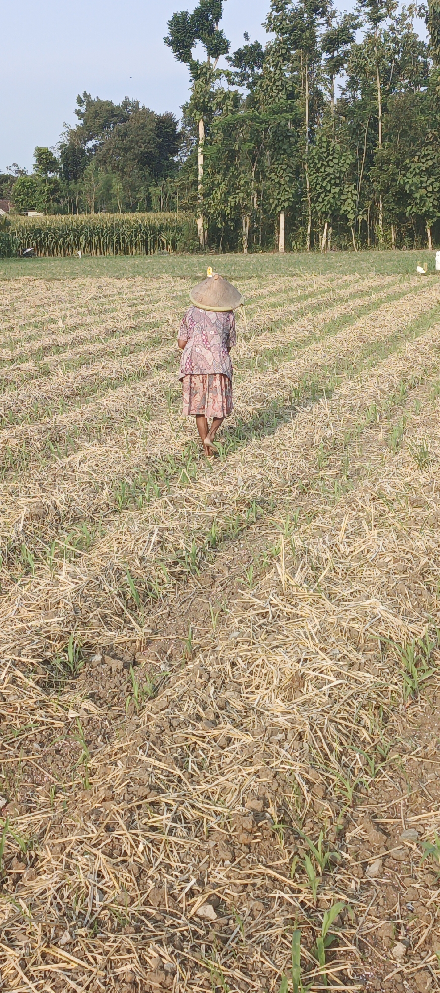 A person wearing a conical straw hat and a patterned shirt and skirt walks away from the camera across a field of young plants. The field is dry and covered with straw, with rows of green shoots emerging from the soil. In the background, a line of trees stands against a pale blue sky, and a cornfield is visible to the left. The scene appears to be a rural agricultural area in Kasiyan, Indonesia, likely during a dry season.