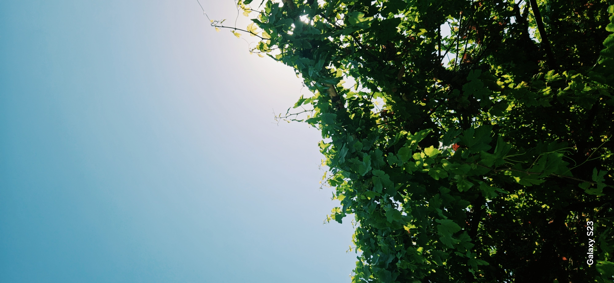 This is a low-angle, vertical shot of lush green grapevines against a bright, clear blue sky. The sun is visible behind the leaves, creating a lens flare effect and casting dappled light. The foreground is dominated by the dense foliage of the grapevines, with some leaves illuminated by the sunlight and others in shadow. Tendrils of the vines hang down, adding to the organic texture of the scene. The bottom left corner of the image features the text "Galaxy S23". The image appears to be taken outdoors in a sunny environment, possibly a vineyard or garden. While the image itself does not provide specific location markers, the prompt specifies the location as Зафар, Tajikistan.