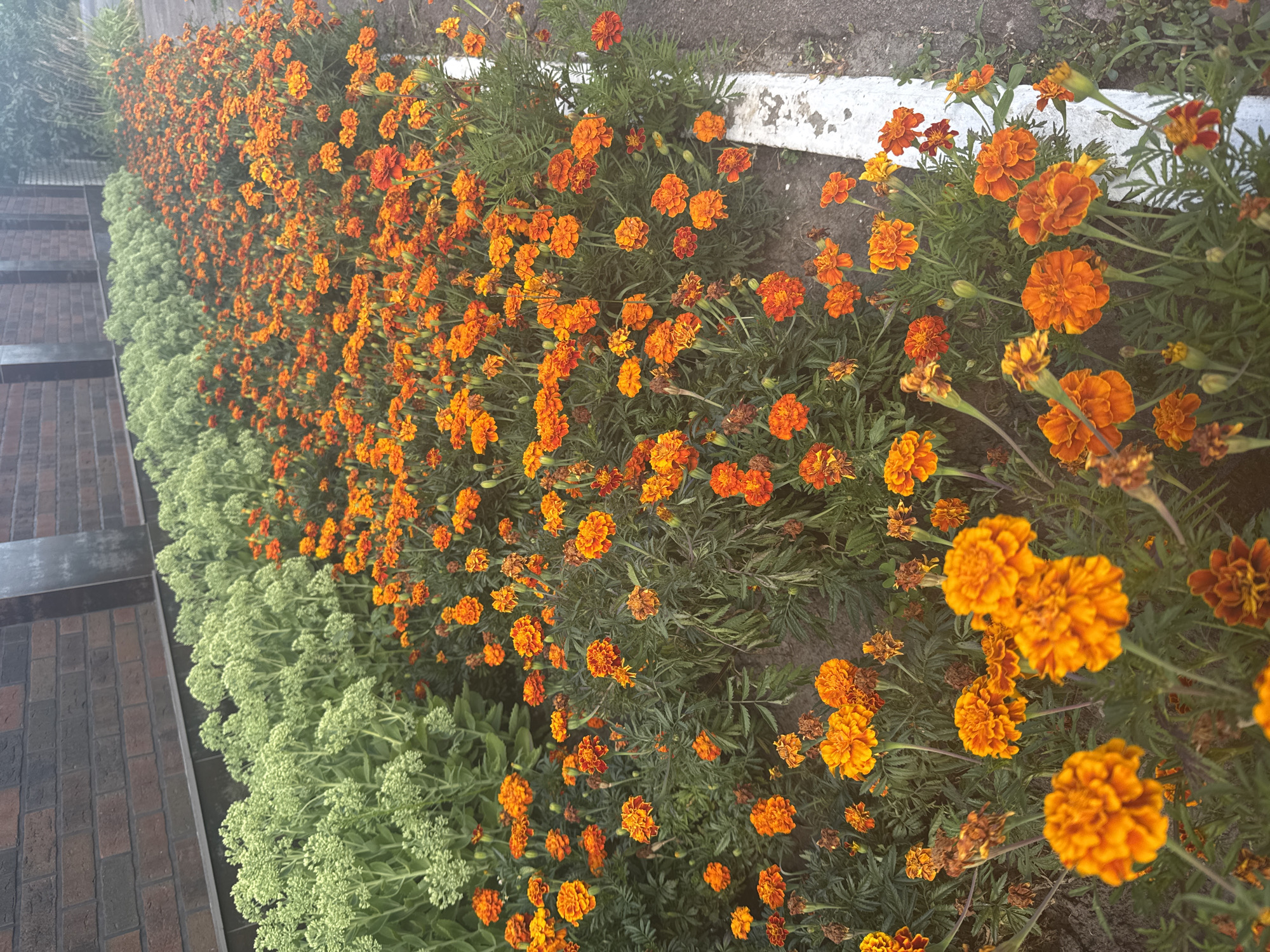 In the city of Pohreby, Ukraine, a low garden bed runs along a dark brick wall. The garden bed is divided into two distinct sections. The left section is densely packed with light green foliage, possibly sedum or a similar succulent, with tightly clustered, rounded flower heads. To the right of this green foliage, a profusion of vibrant orange marigolds fills the remainder of the garden bed. The marigolds vary in bloom stage, with some appearing as fully opened, multi-petaled flowers and others as buds or partially open. Their petals range from bright orange to a deeper, reddish-orange hue, and their green, feathery foliage is visible beneath the blossoms. A white concrete curb or border runs along the right edge of the garden bed, adjacent to a textured grey asphalt or gravel path. The overall scene is one of a well-maintained, colorful floral display lining an urban structure.
