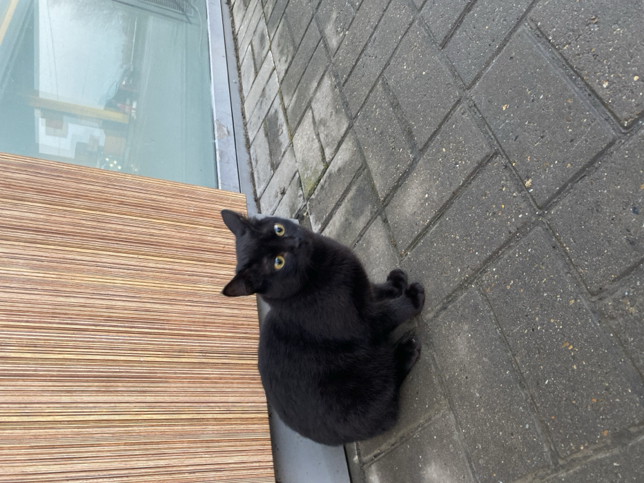 A black cat sits on a gray brick sidewalk, positioned near a window with a striped wooden frame below. The cat gazes upward with wide, yellow eyes, its ears perked in an attentive pose. The sidewalk bricks extend diagonally in the frame, slightly damp in appearance. The scene is shot from a high angle, accentuating the cat's curious expression.