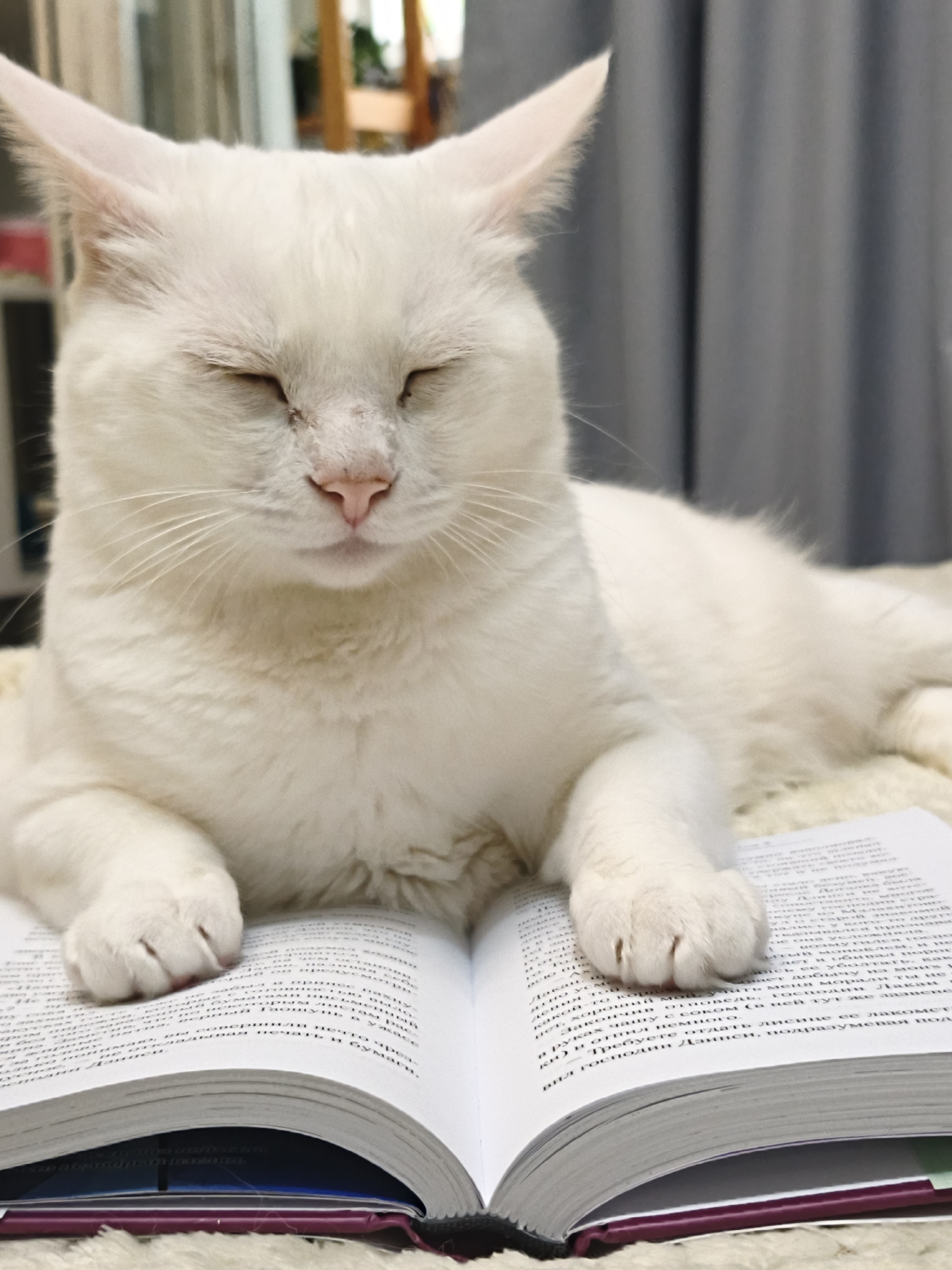 A white cat is resting on an open book. The cat has closed eyes and pink nose. The book has text in Russian, but it is unreadable. The background includes curtains and blurred objects. The location is unknown, it is not specified that the photo was taken in Sevastopol, Ukraine.