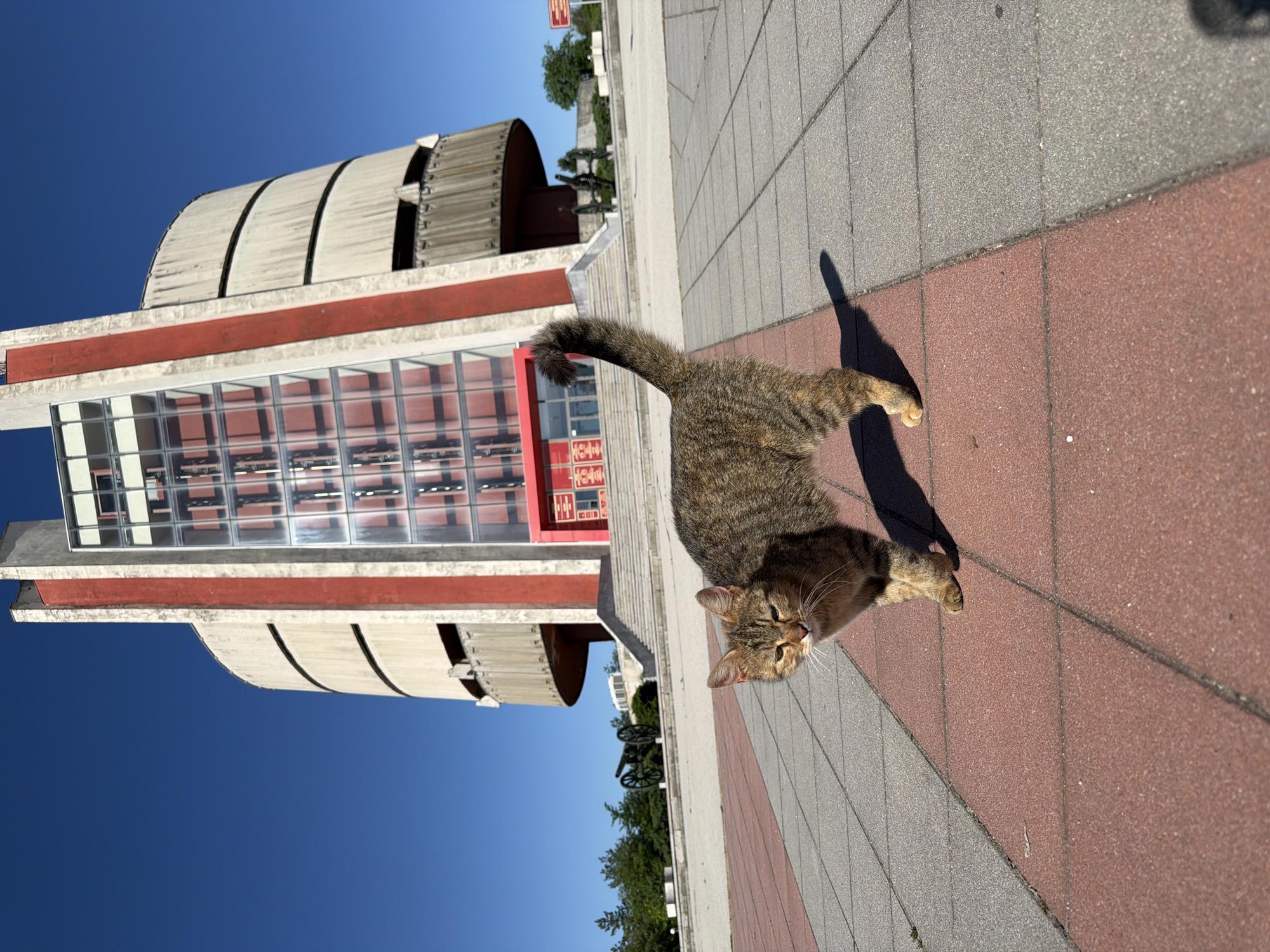 A medium, eye-level shot, rotated ninety degrees clockwise, shows a tabby cat outdoors, walking on a sidewalk paved with red and gray rectangular stones. The cat is facing the camera, its tail raised in a slight curve. Its shadow extends to the right, indicating a sunny day.
In the background, to the left, is a building with a modernist design. The building has a red and white facade with large glass windows and a curved, grey upper section. The sky is a clear, bright blue.
The scene is the Panoramа Pleven Epopeya 1877 in Pleven, Bulgaria.