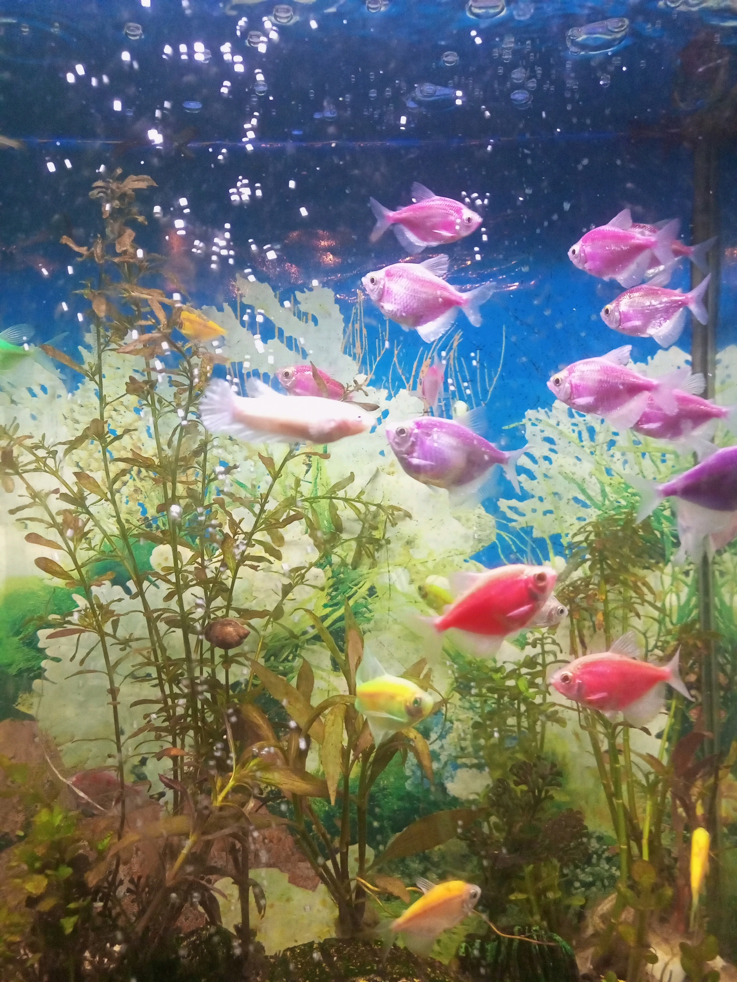 A school of small, brightly colored fish, predominantly pink, are swimming in an aquarium. Some of the fish are a vibrant pink, while others are a lighter pink or white. There are also a few fish with yellow or purple coloring. The aquarium is filled with green aquatic plants, some of which are tall and leafy, while others are more sparse. Bubbles are rising from the bottom of the tank, creating a shimmering effect on the water's surface. The background of the aquarium is a bright blue, likely representing the wall of the tank or a decorative backdrop. The lighting in the aquarium appears to be artificial, highlighting the colors of the fish and plants. The overall scene depicts a lively and colorful underwater environment within an aquarium. The location is not specified in the image or provided context.