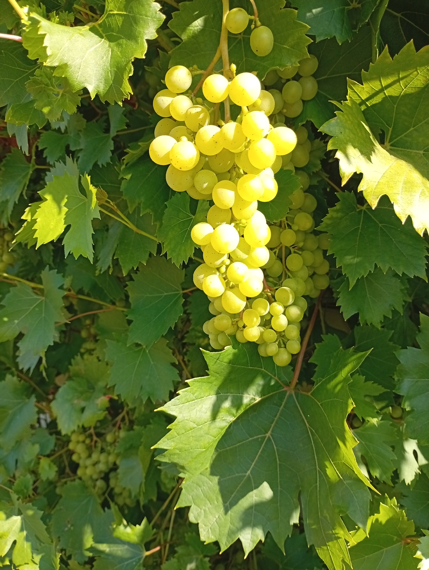 The image shows a close-up of a grapevine with clusters of light green grapes and large, serrated green leaves. The grapes are ripe and plump, some catching the sunlight and appearing almost translucent. The leaves are dense and form a backdrop for the fruit, with some leaves in sharp focus and others slightly blurred. The overall scene suggests a sunny day in a vineyard or garden. There are no people or animals visible in the image. The setting appears to be outdoors, with natural lighting. The image does not contain any information that would help identify its specific location in the city of Holm, Germany.