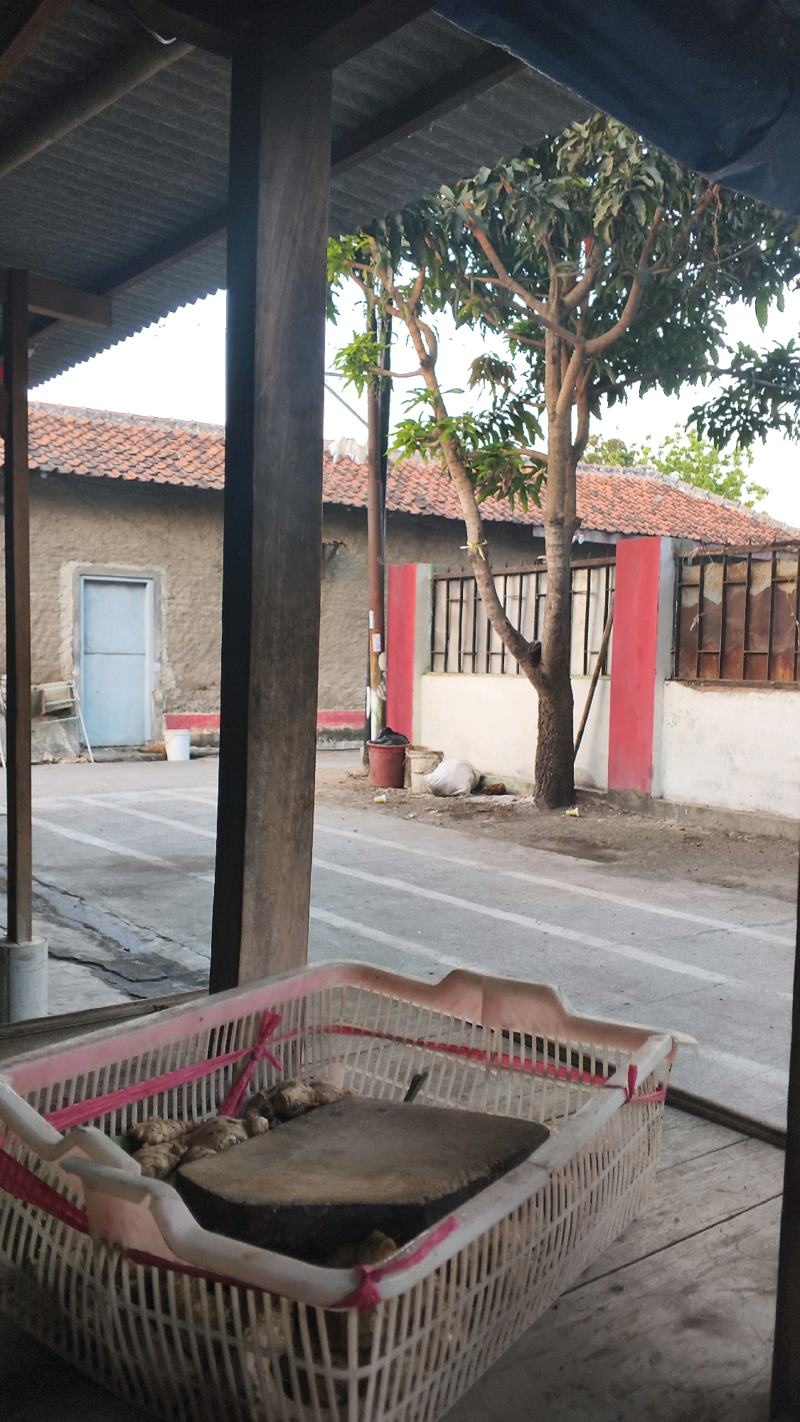 The image captures an outdoor scene in Indramayu, Indonesia. In the foreground, a white plastic basket with pink accents is prominently displayed. Inside the basket rests a thick, dark wooden chopping block surrounded by what appear to be roots, possibly ginger or galangal. The basket is supported by a wooden surface.
Beyond the basket, a paved area with white lines suggests a pathway or road. A building with a light-colored textured wall and an orange tiled roof is visible on the left, featuring a light blue door. A white bucket and a small ladder are near the door.
To the right of the building, a fence with red and white vertical posts and metal bars separates the property from the paved area. A mango tree with lush green leaves stands in front of this fence. At the base of the tree, a red bucket is placed next to a white sack and some discarded items. The overall environment suggests a semi-urban or rural setting.