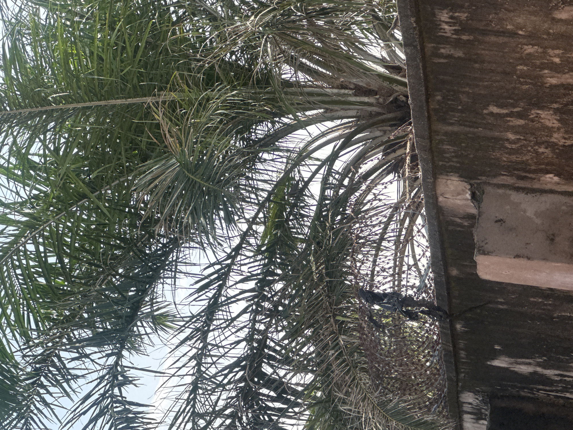 A palm tree with green fronds arches over a weathered, concrete wall. The wall has a rough texture and is stained with dark patches. Barbed wire is visible along the top of the wall, and a piece of black plastic is tangled in the wire. The sky is a pale blue with some clouds.