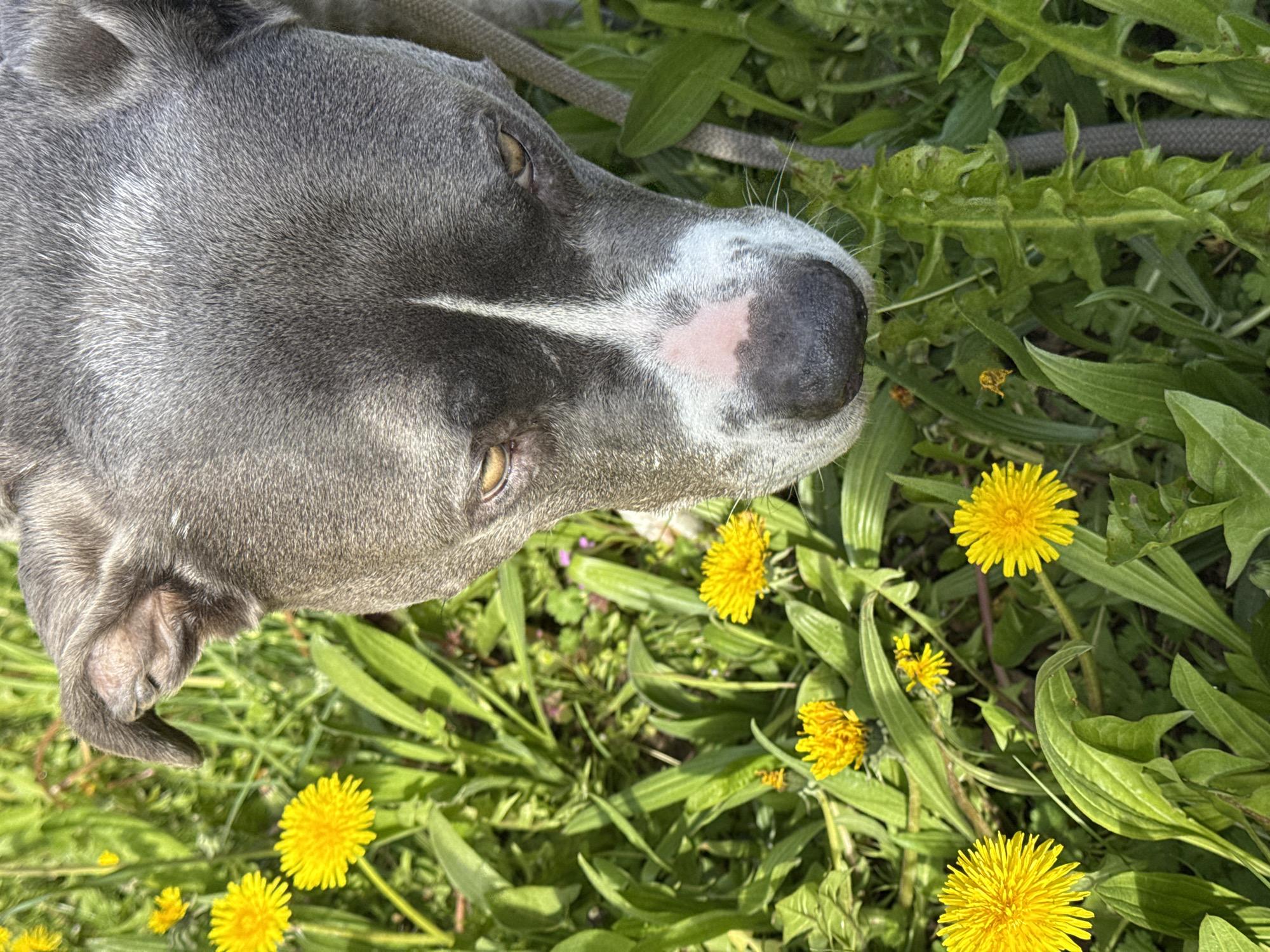 A gray American Staffordshire Terrier lies in grass dotted with dandelions. The dog has a white blaze on its face. A leash lies near its head. The location is Esch-sur-Alzette, Luxembourg.