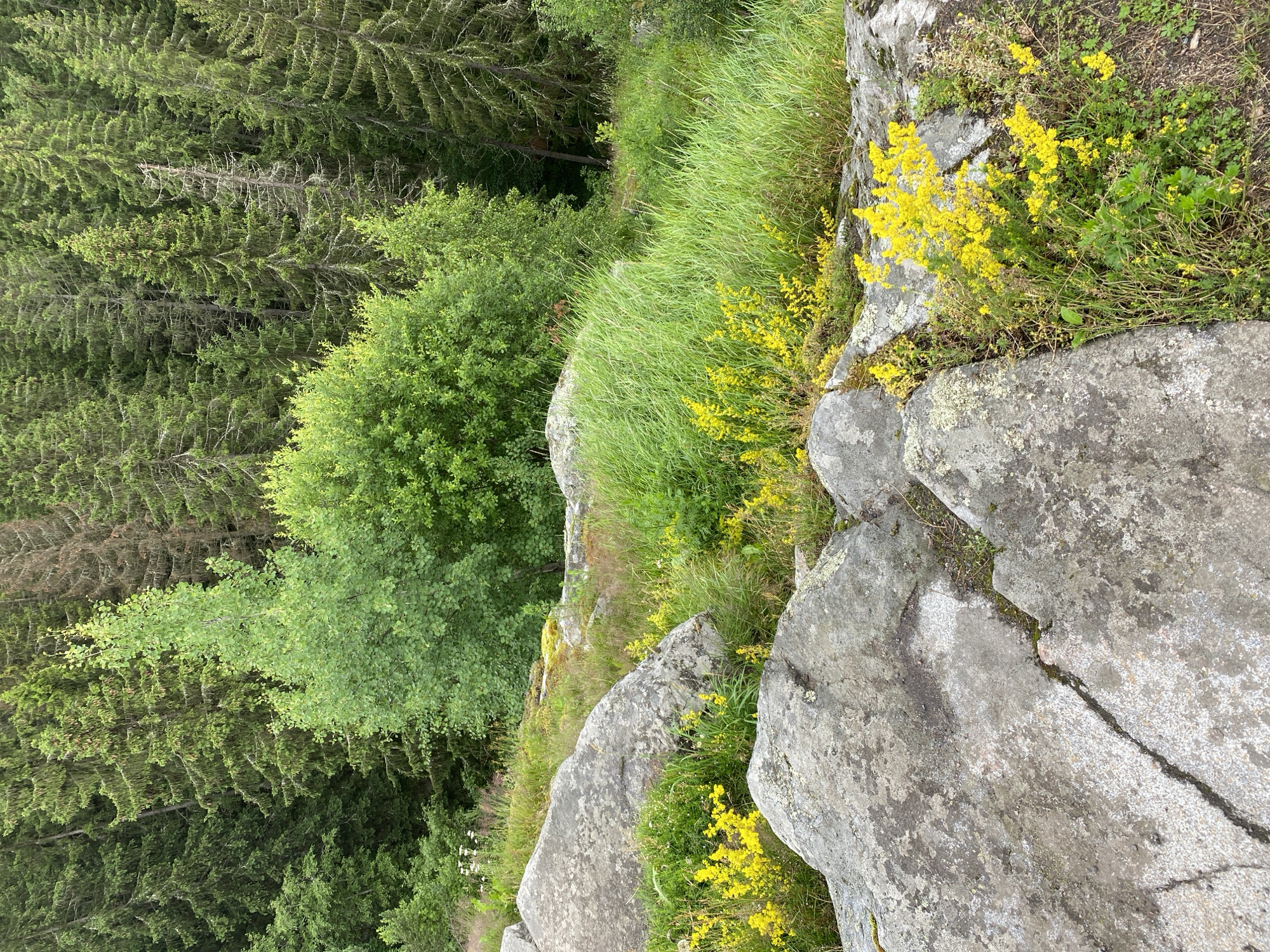 The image depicts a rocky outcrop with sparse vegetation and a dense forest in the background. Large, grey boulders are scattered across the foreground, some covered with moss and lichen. Patches of bright yellow wildflowers, likely Galium verum (Lady's Bedstraw), bloom amongst the grass and rocks. The grass is tall and green, giving a wild, untamed appearance to the area. Behind the rocky slope, a lush green forest of pine and deciduous trees stretches towards the horizon. The lighting suggests it is daytime, with the sun casting dappled shadows. There are no people or any man-made objects visible in the scene. The environment appears to be a natural landscape, possibly a hillside or mountain slope. The image is a landscape photograph taken from a slightly elevated perspective, looking down onto the scene.